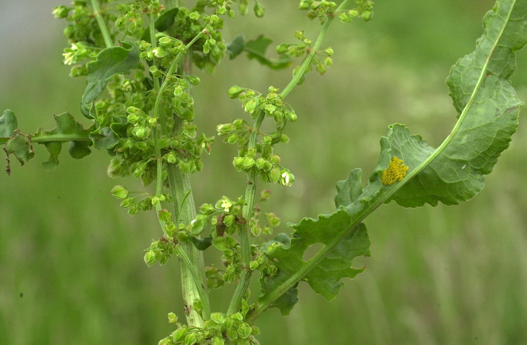 rumex_thyrsiflorus2md