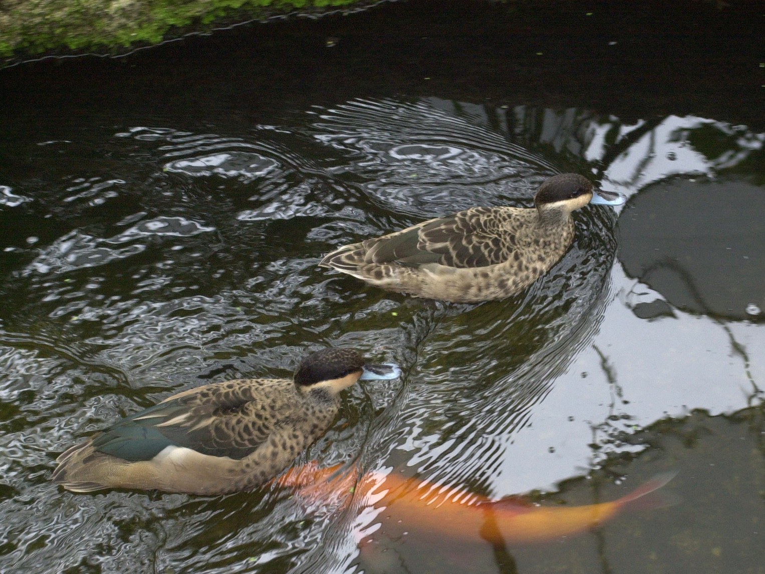 sarcelle_hottentote_-_anas_hottentota1md