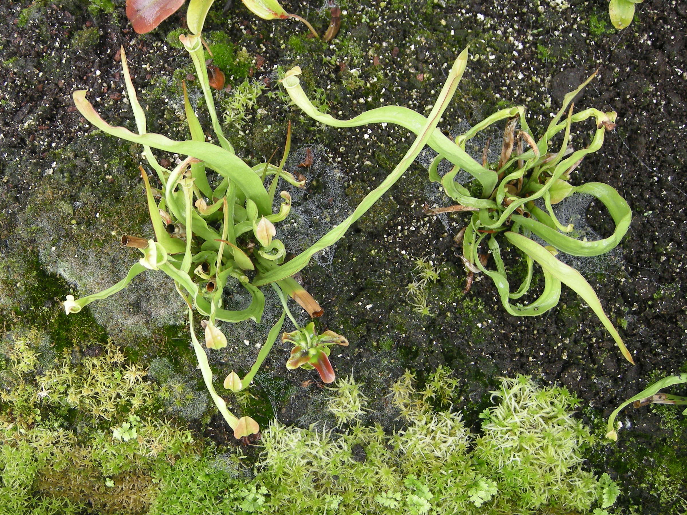 Afficher le média sarracenia_rubra_alabamensis1bd sarracenia_rubra_alabamensis1bd