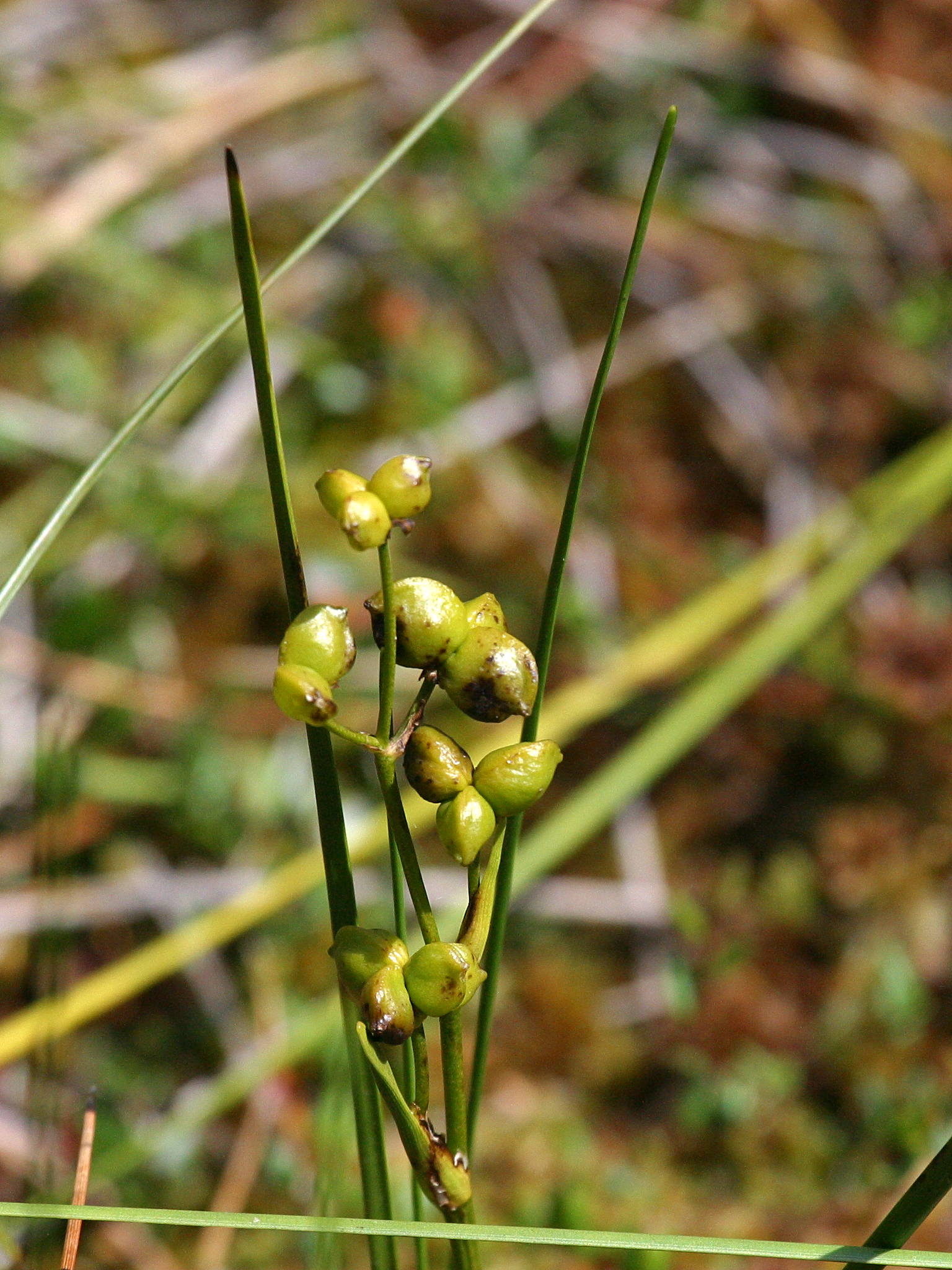 scheuchzeria_palustris2bd