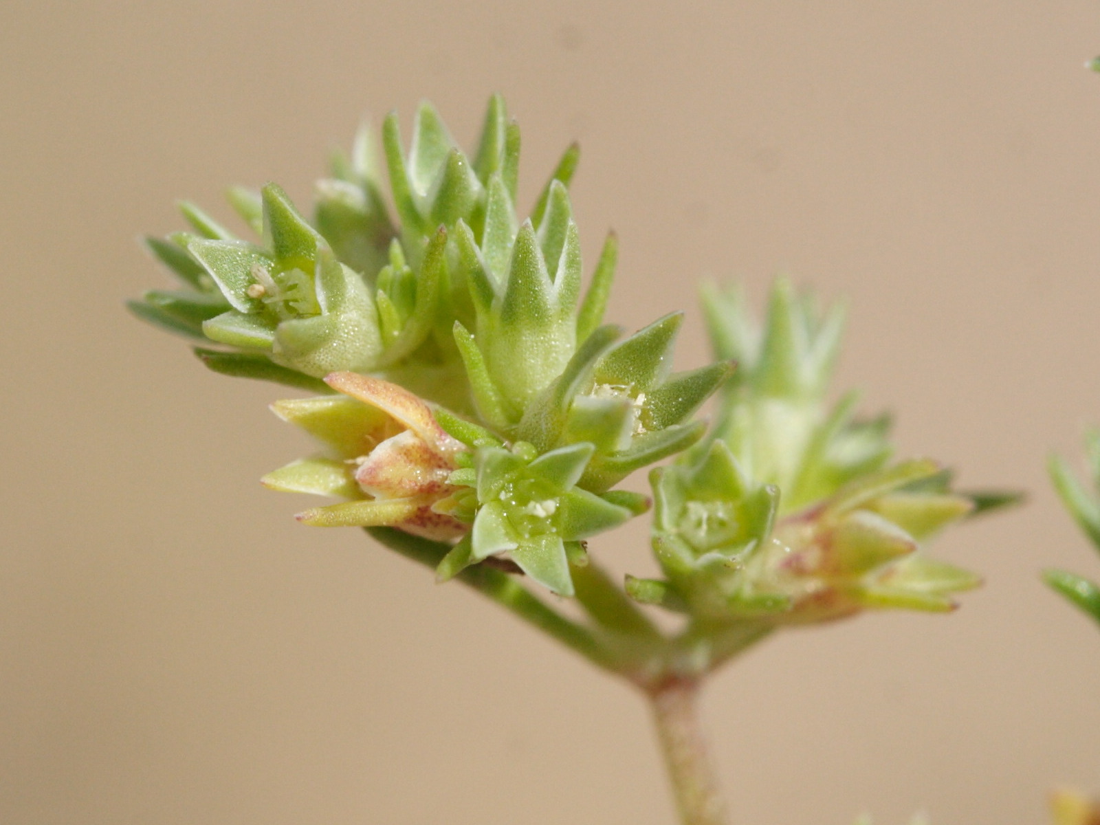 scleranthus_annuus3md