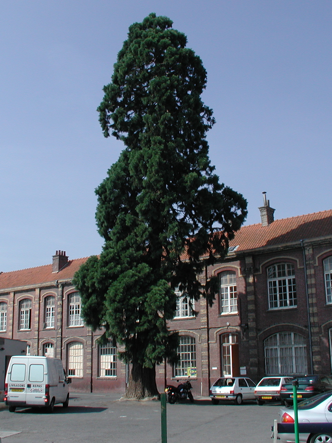 sequoiadendron_giganteum4md