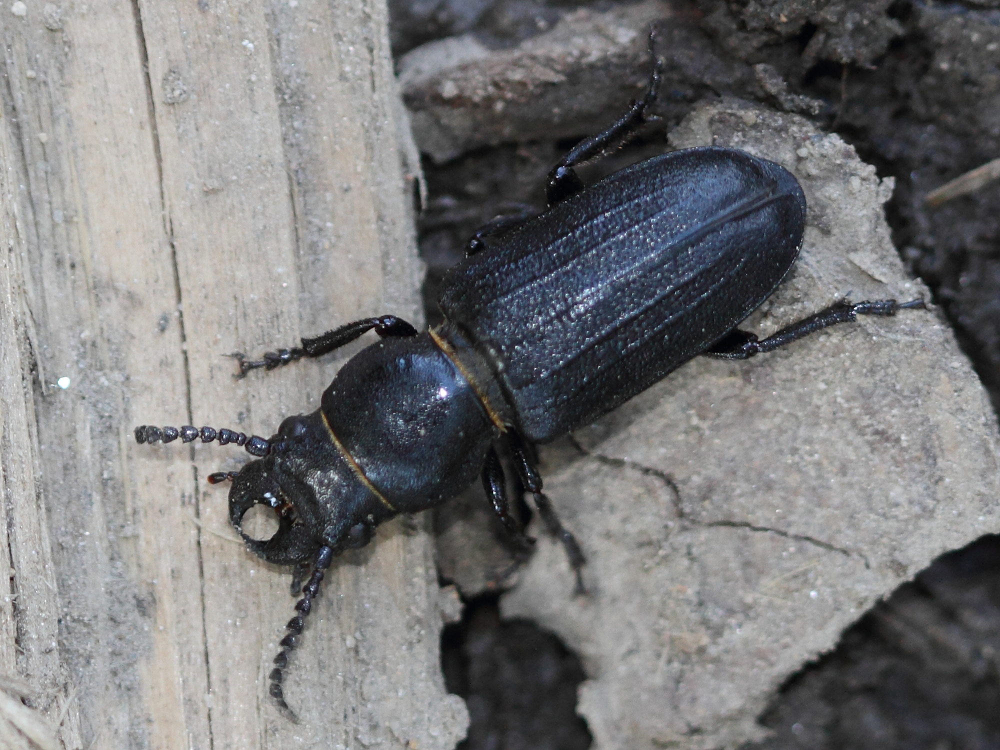 spondylis_buprestoides2md