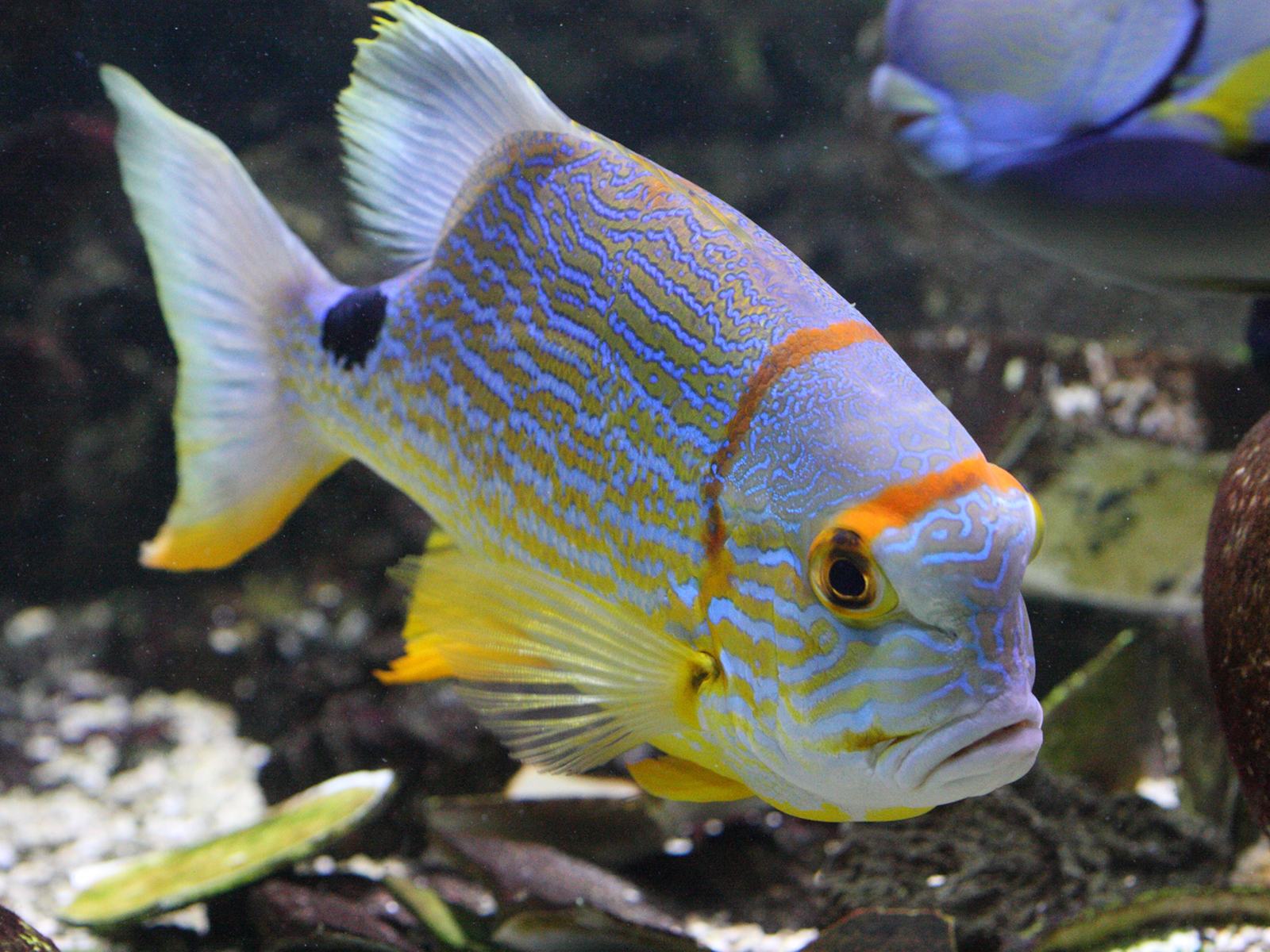 Symphorichthys_spilurus