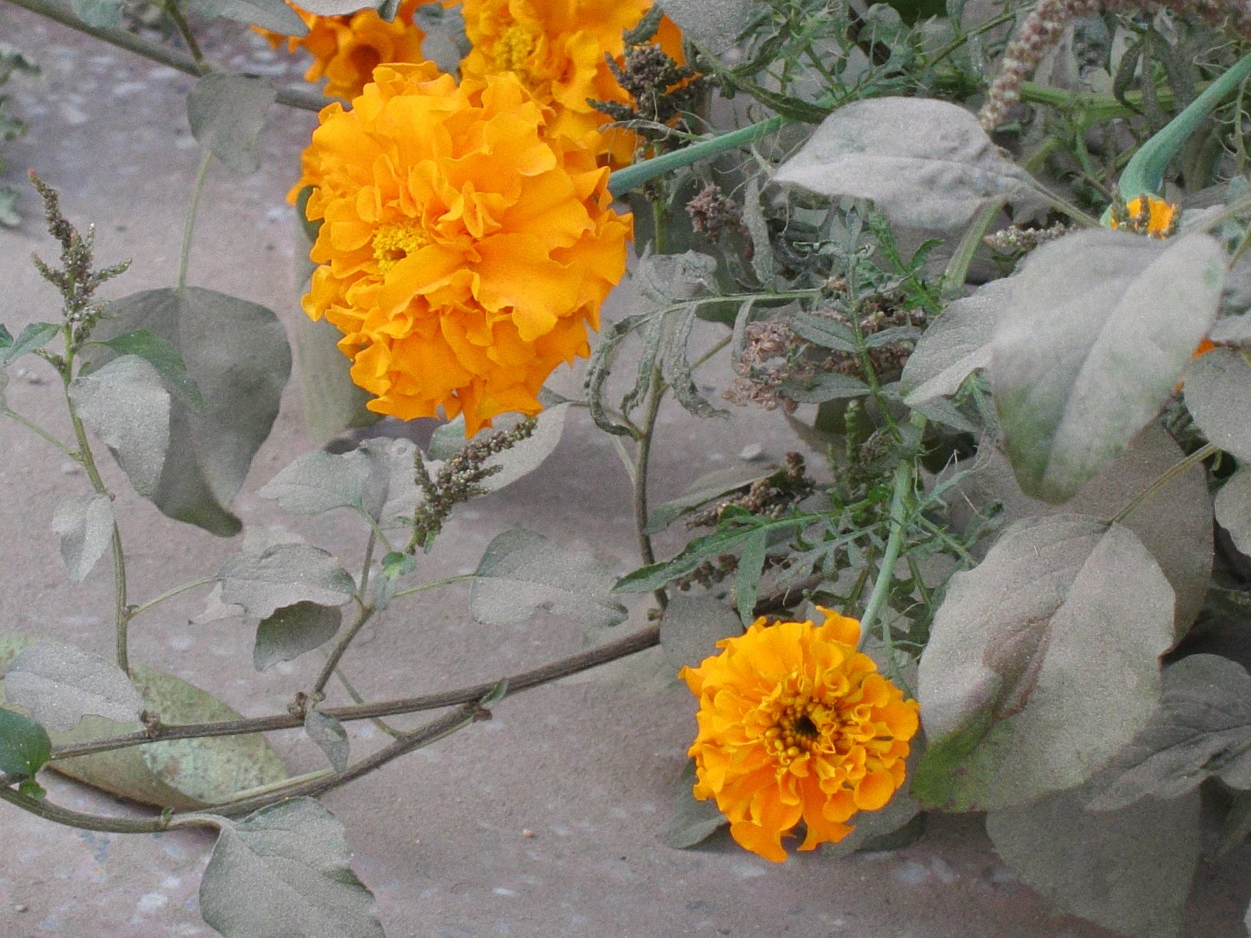 Tagetes_patula
