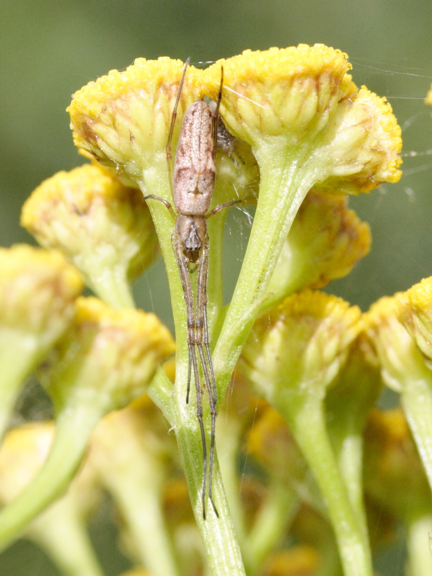 Afficher le média tetragnatha_nigrita2md tetragnatha_nigrita2md