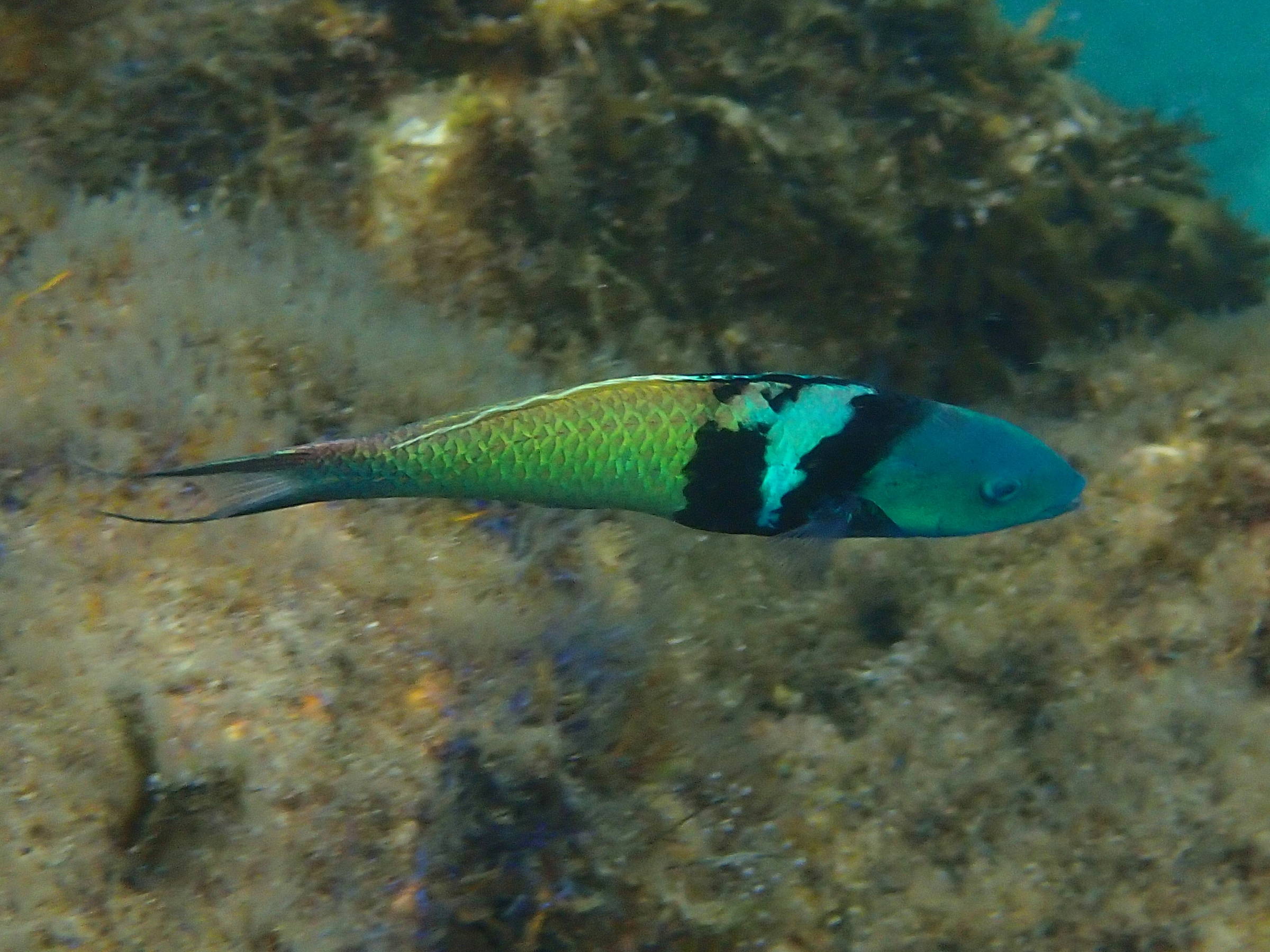 thalassoma_bifasciatum2sd