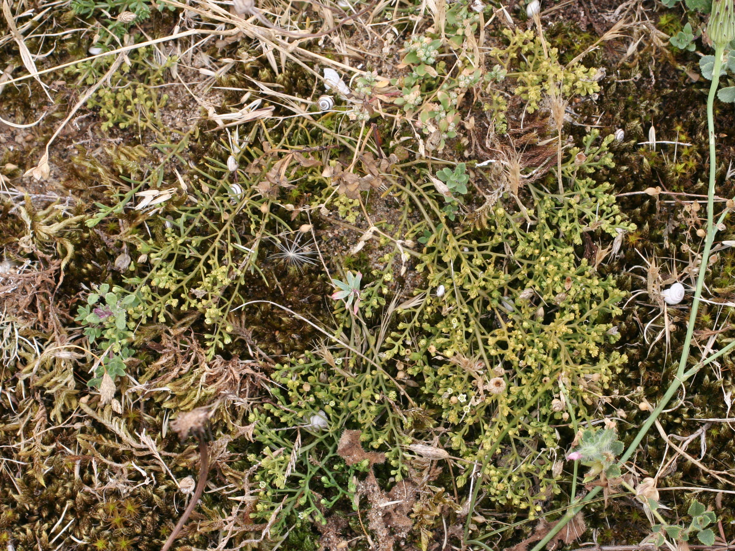 thesium_humifusum1md