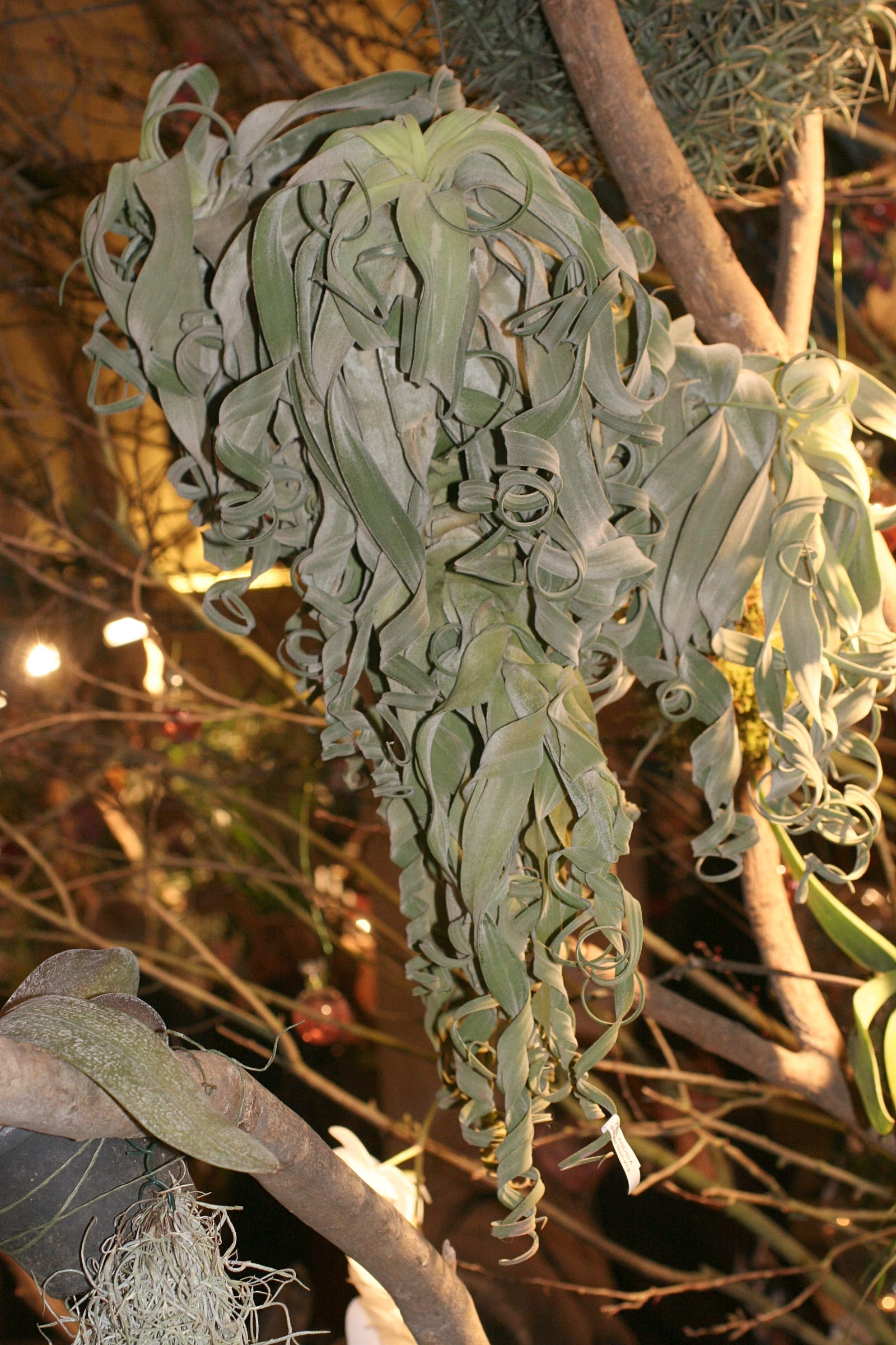 Afficher le média tillandsia_streptophylla1md tillandsia_streptophylla1md