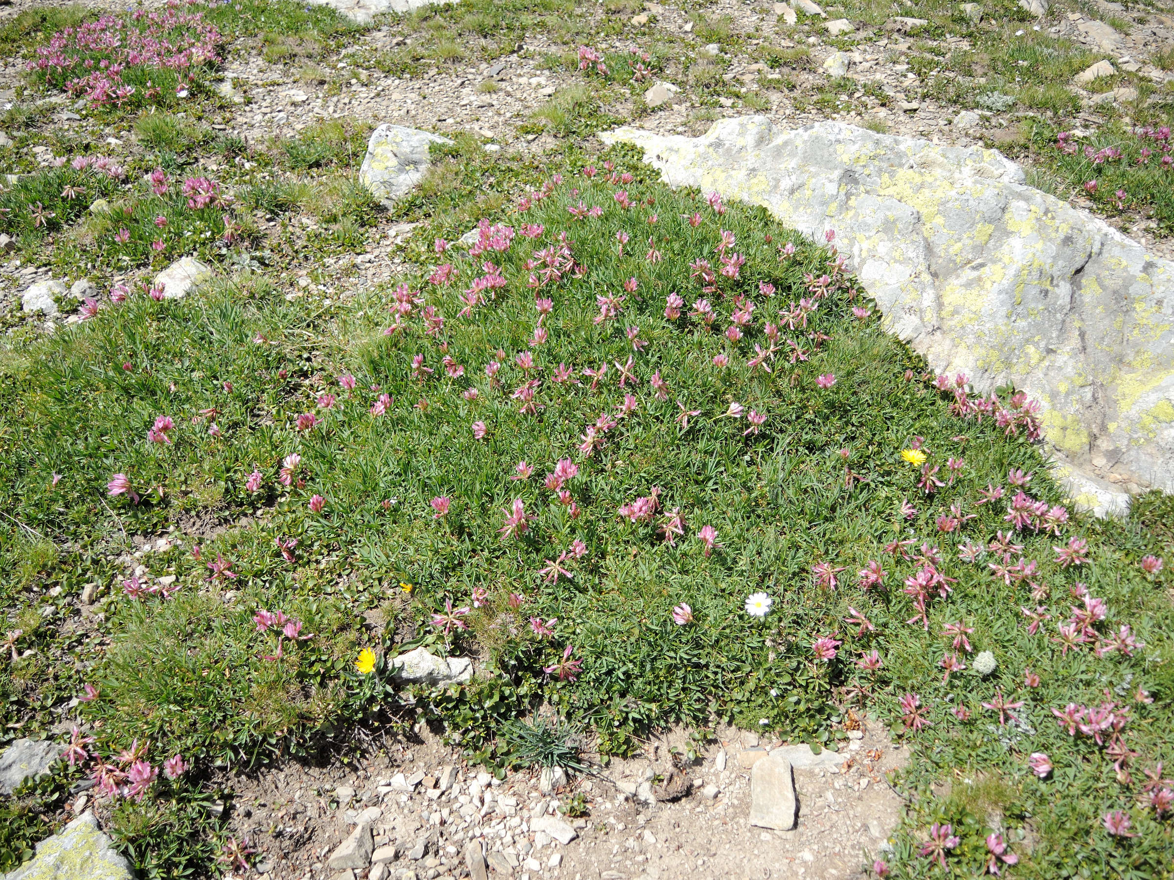 trifolium_alpinum4md