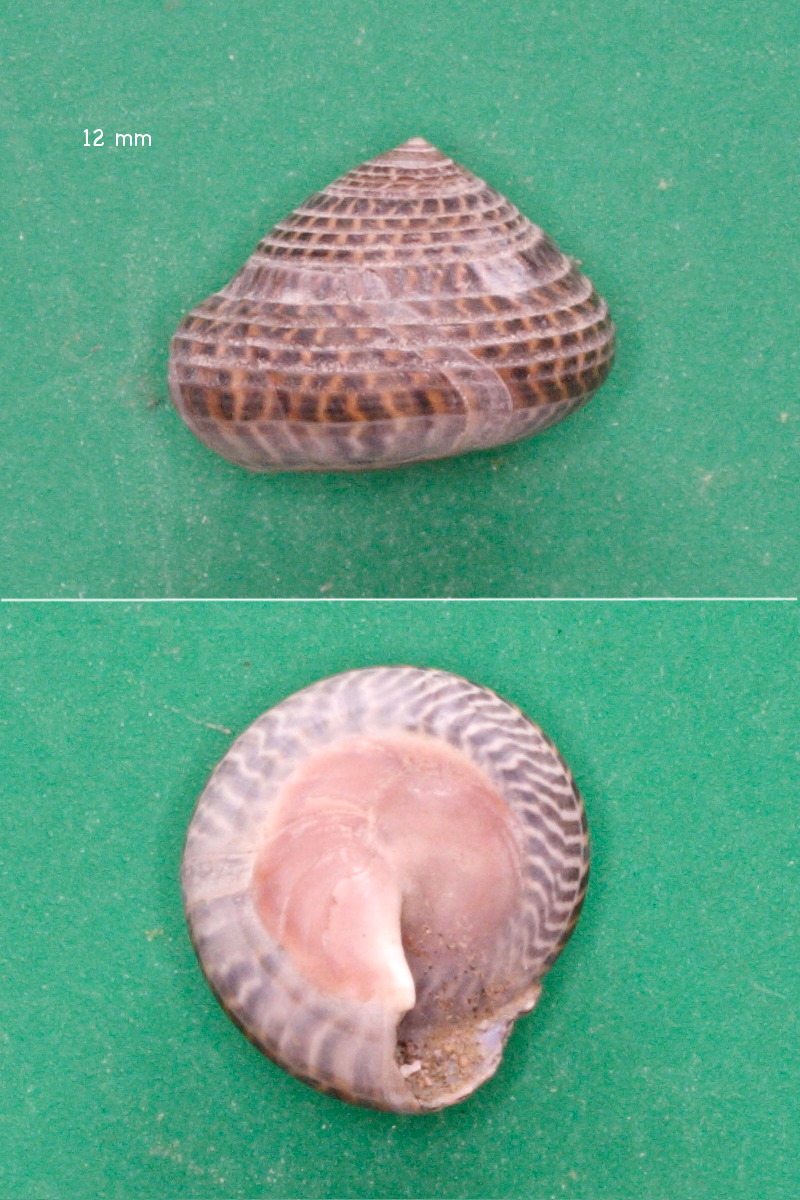 umbonium_moniliferum1md