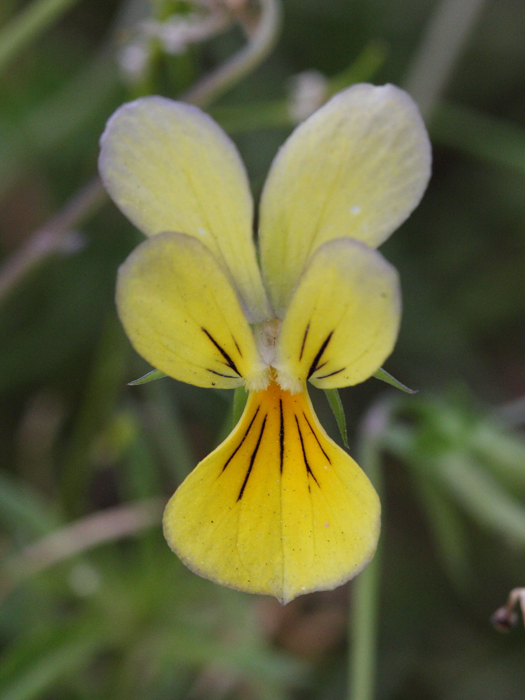 viola_calaminaria4md
