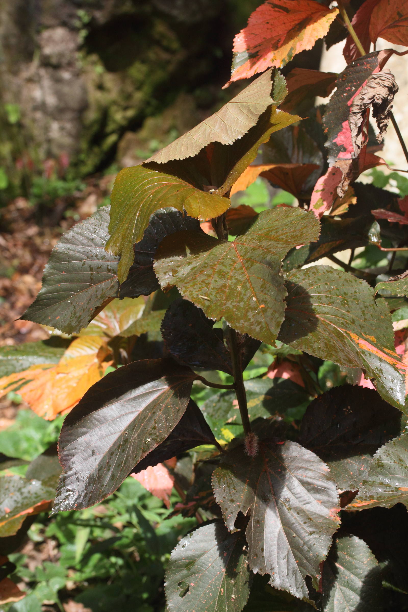 acalypha_wilkesiana6md