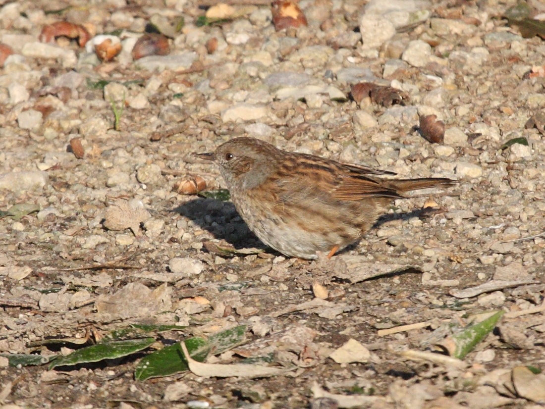 accenteur_mouchet_-_prunella_modularis2md