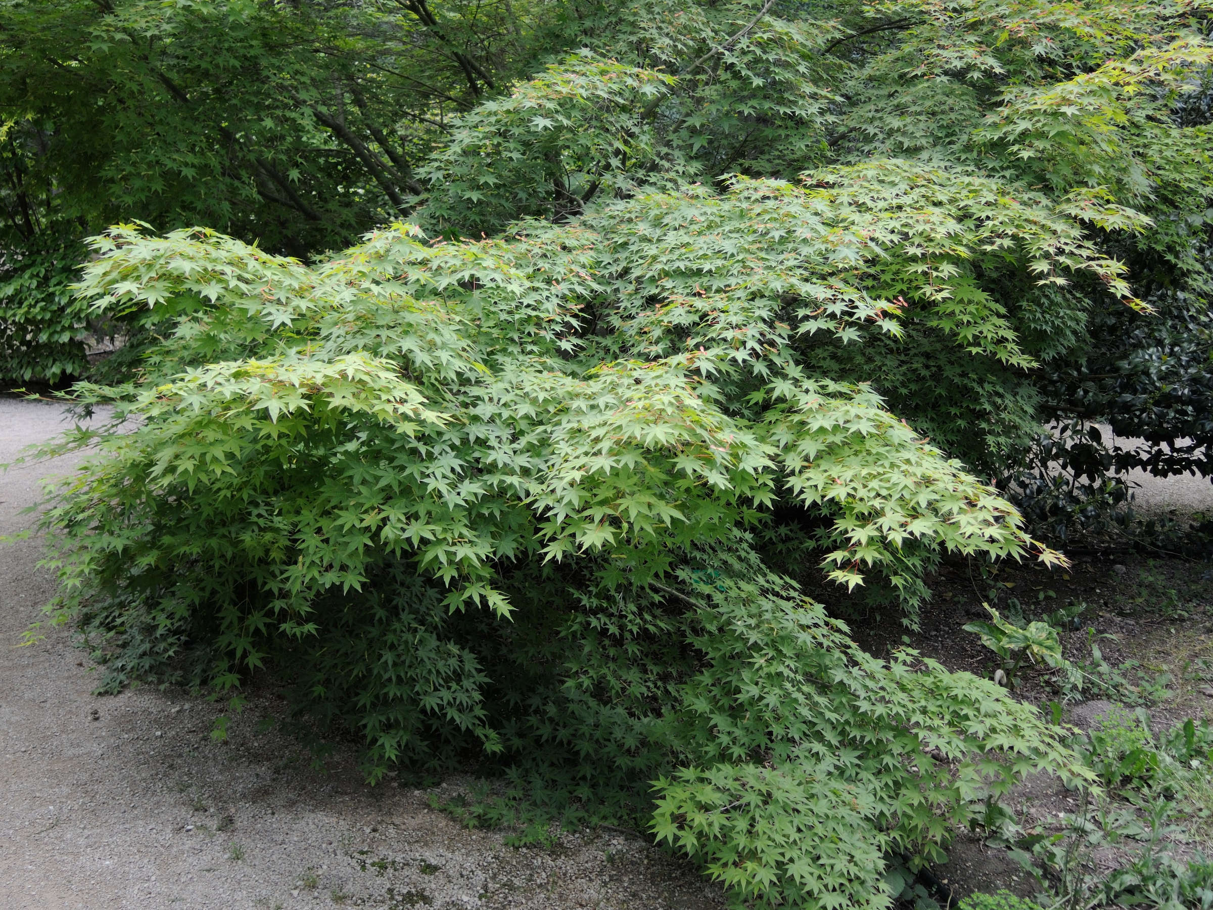 Acer_palmatum