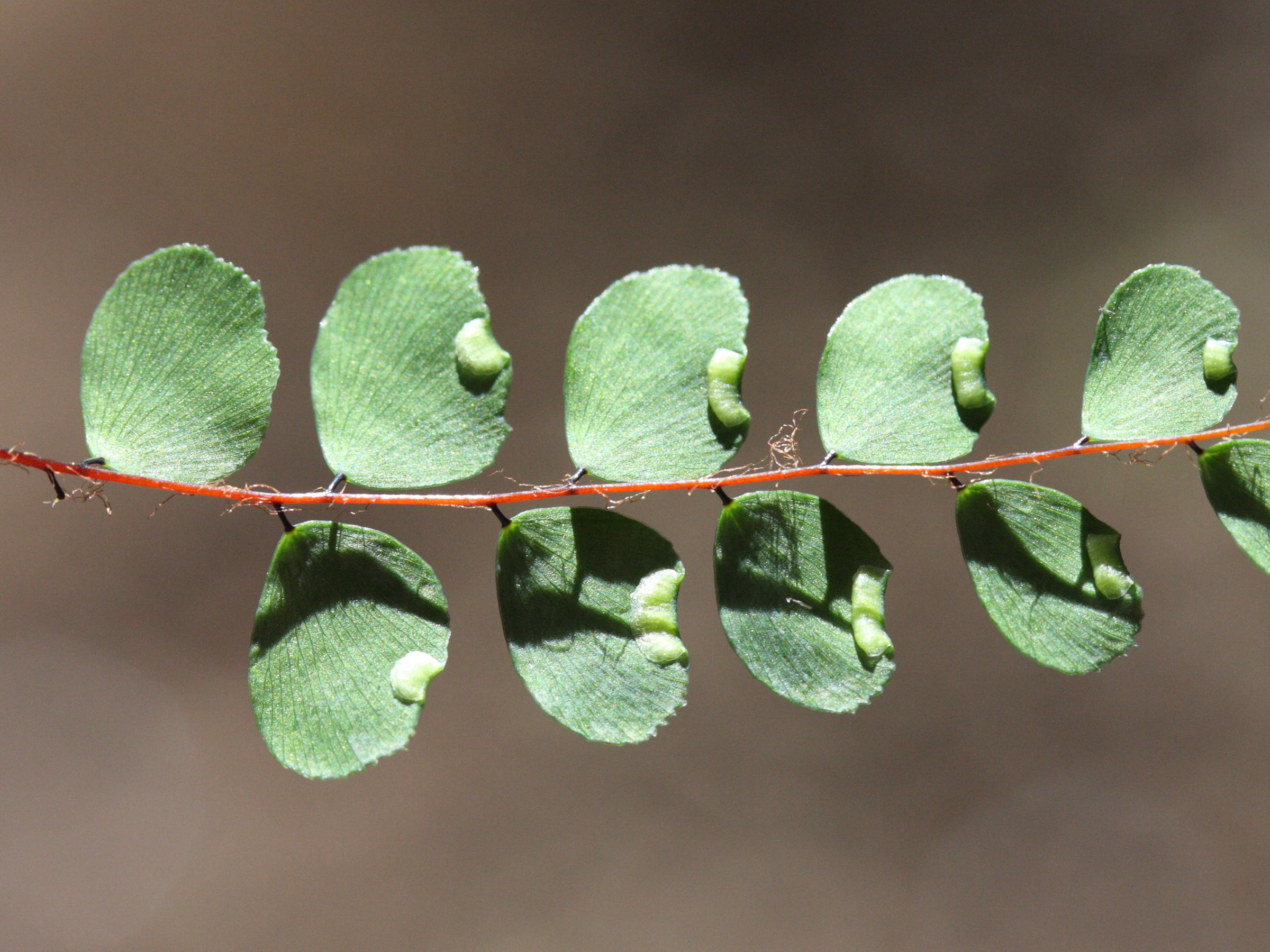 adiantum_rhizophorum2md