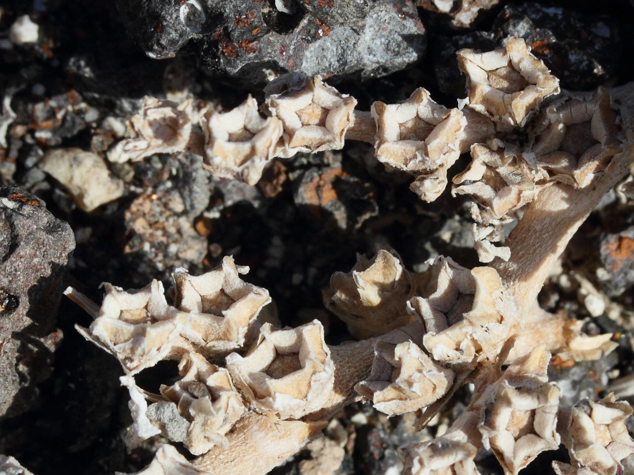 aizoon_canariense3md