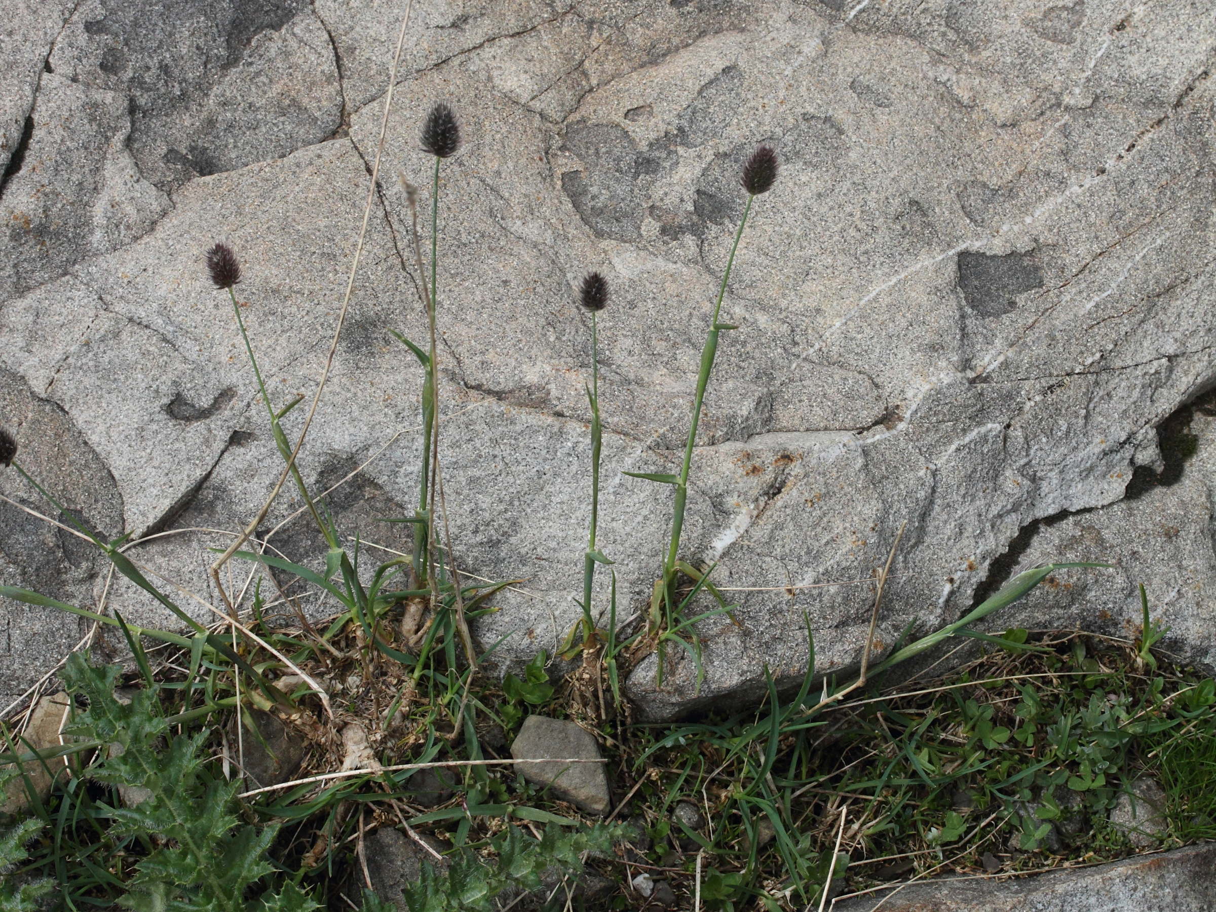 alopecurus_gerardii2md