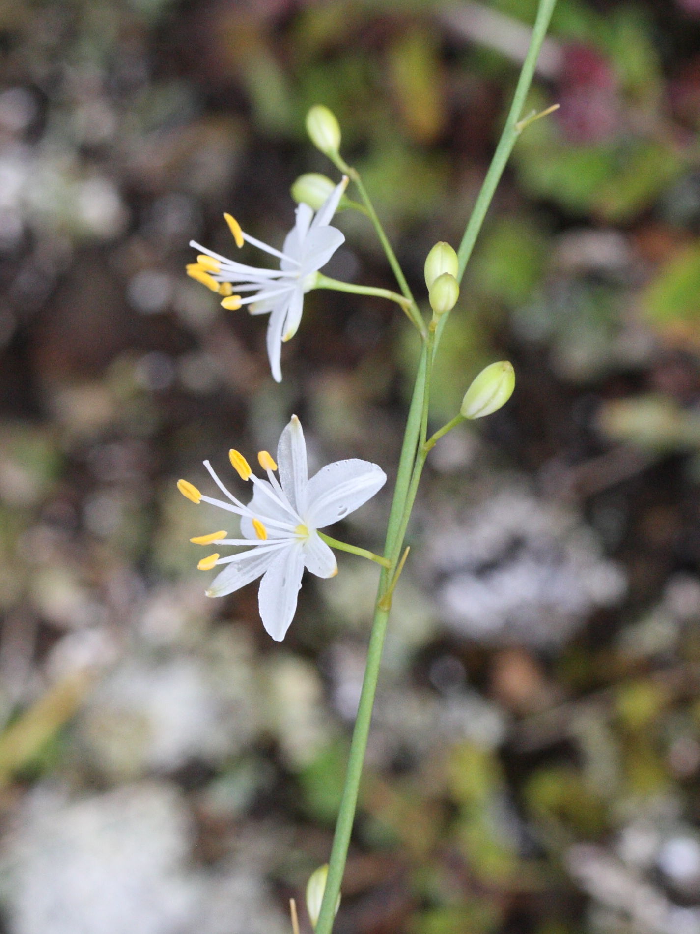 anthericum_liliago5md