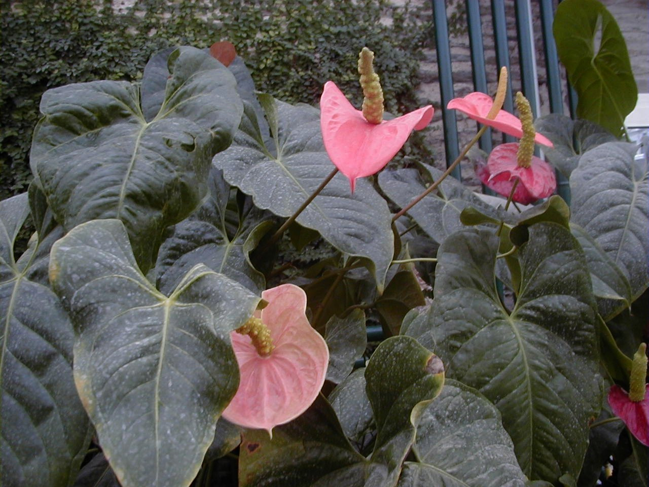 Anthurium_andraeanum