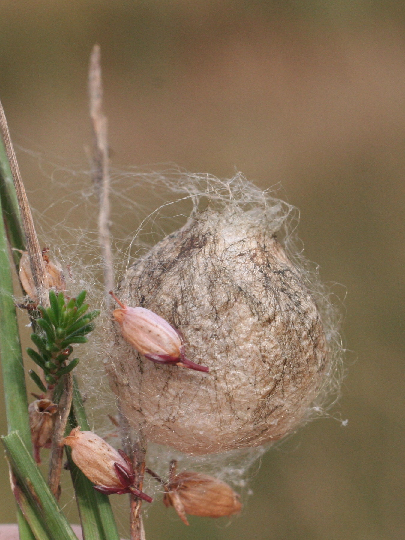 Afficher le média argiope_bruennichi_cocon1md argiope_bruennichi_cocon1md