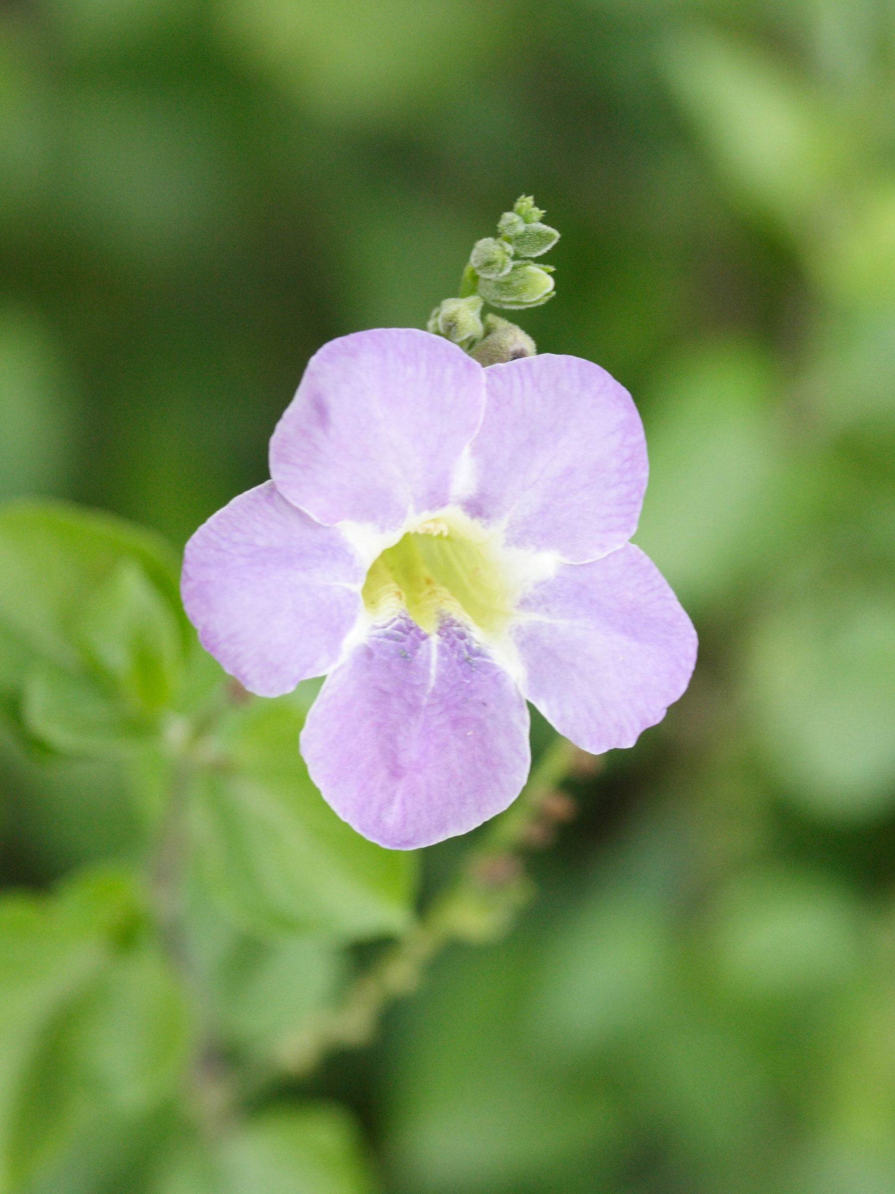 Asystasia_gangetica ssp. gangetica