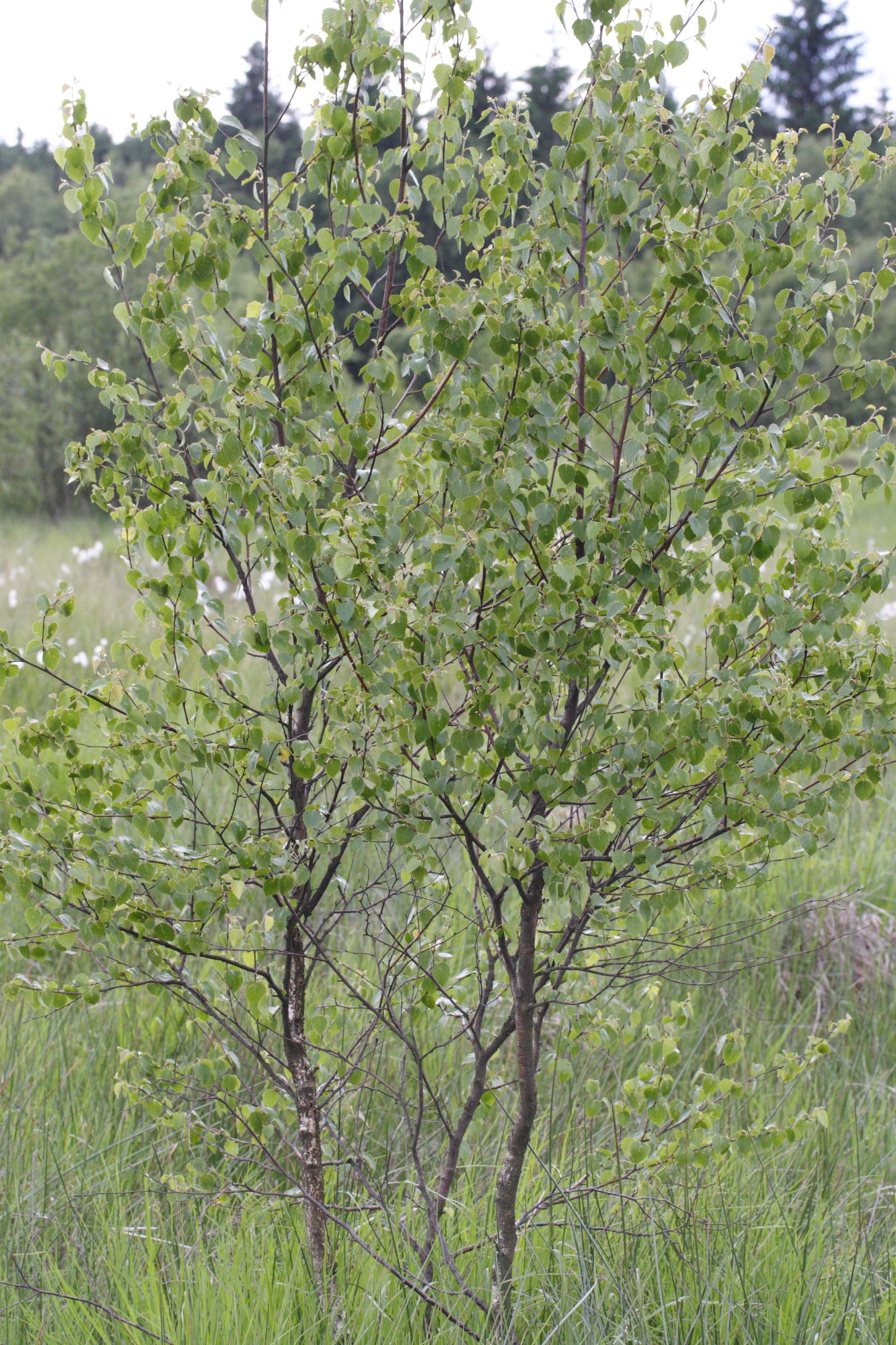betula_pubescens_glutinosa1md
