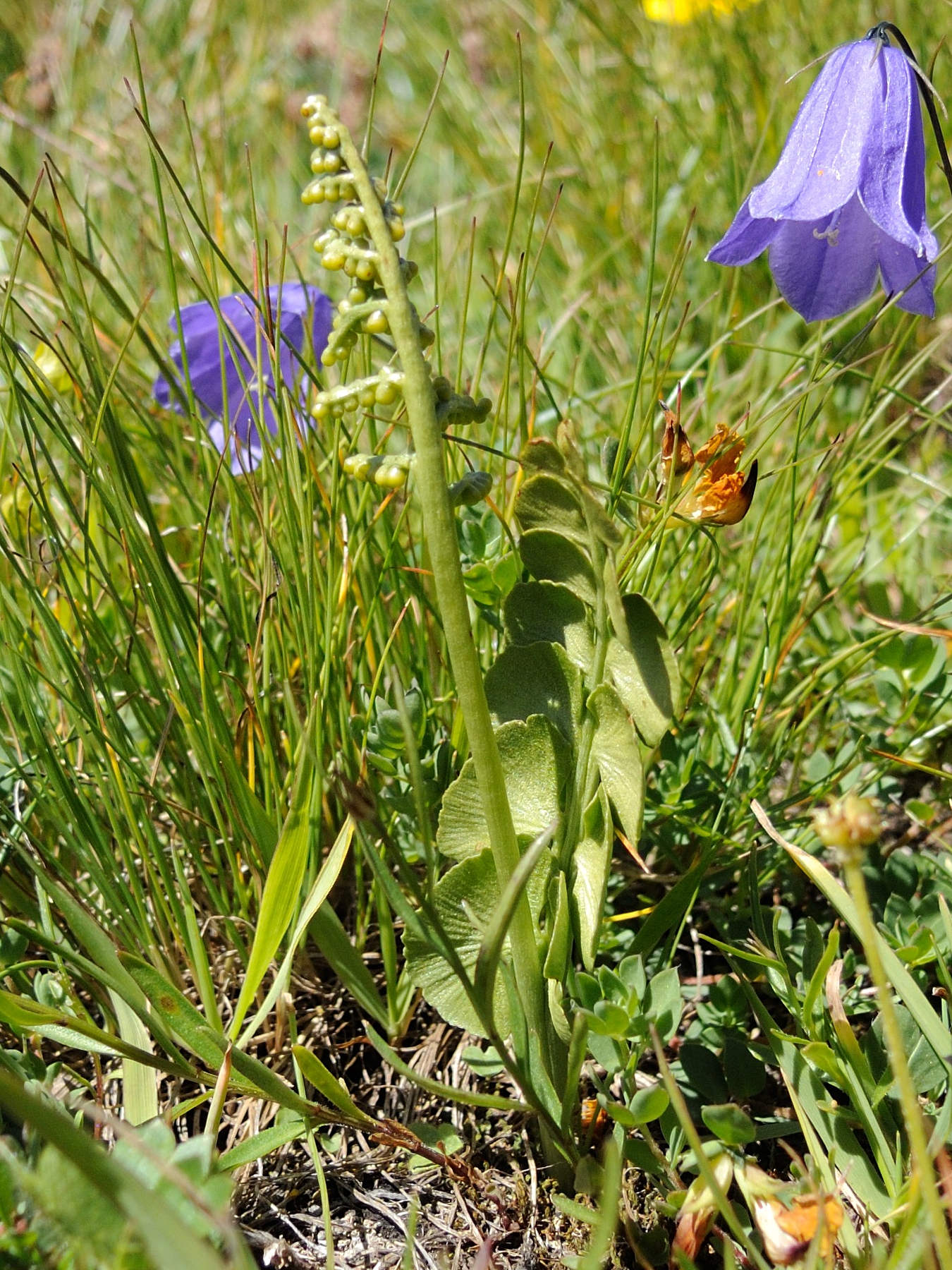 botrychium_lunaria2md