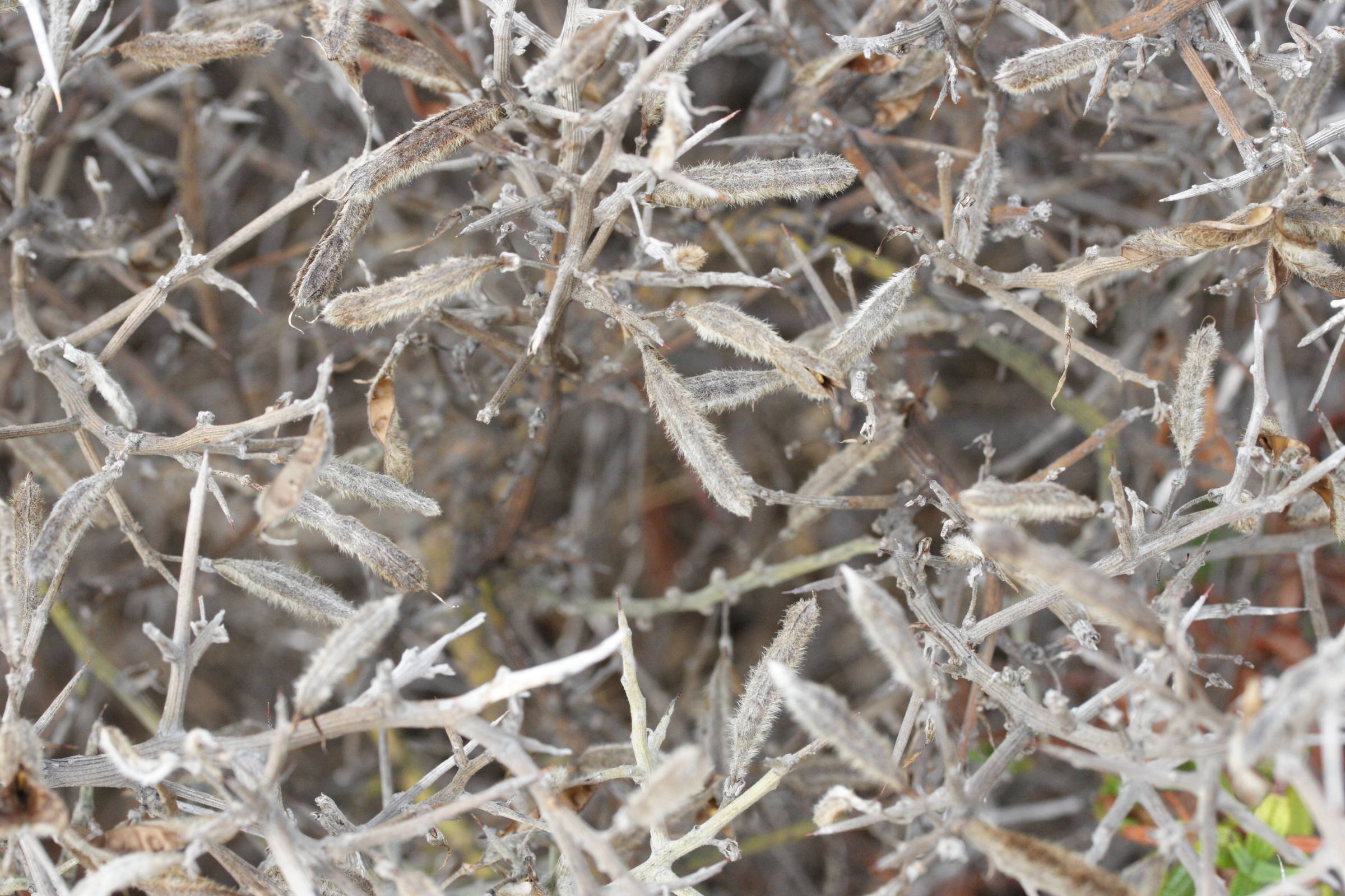 calicotome_villosa1md