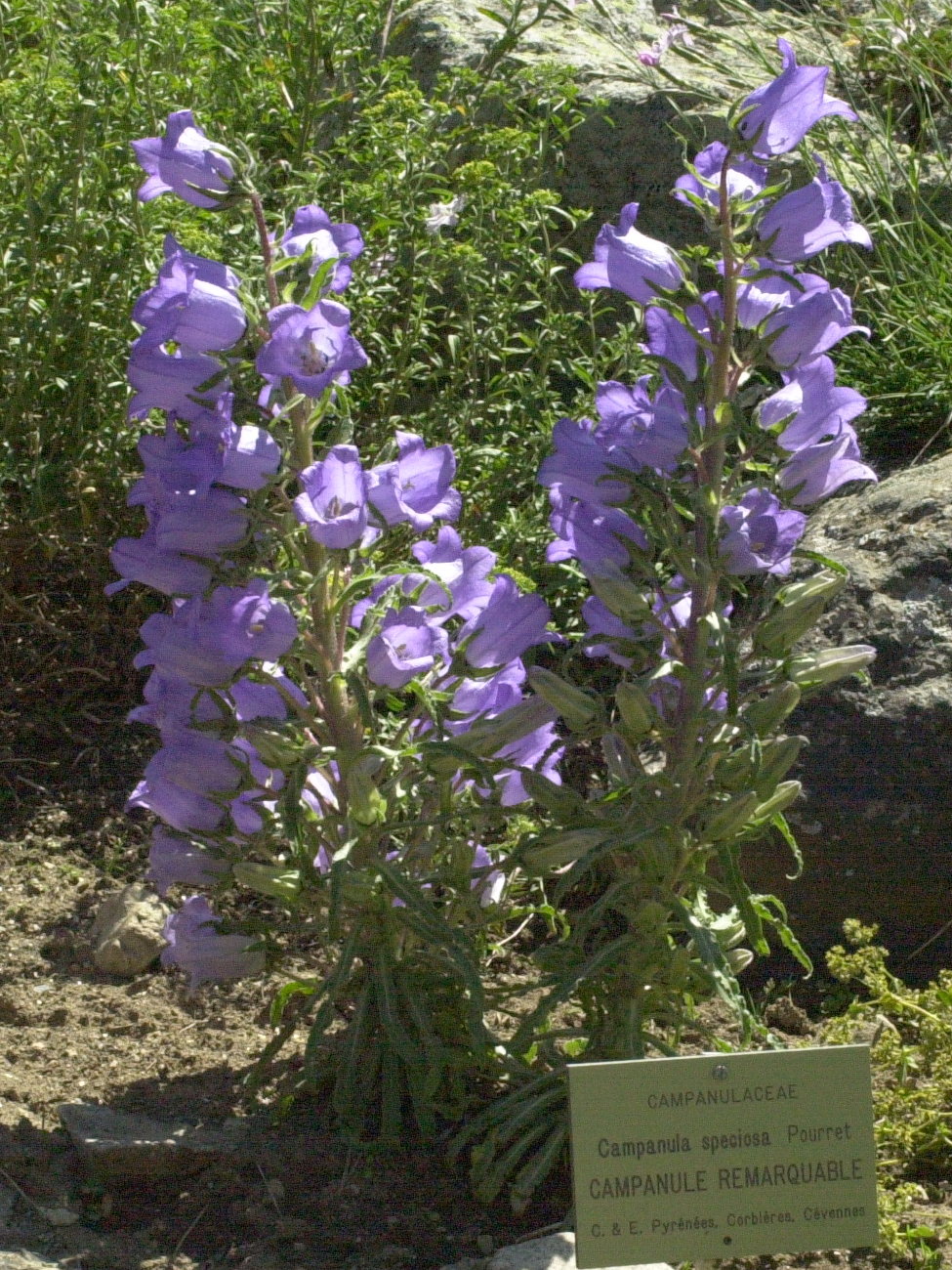 campanula_speciosa2md