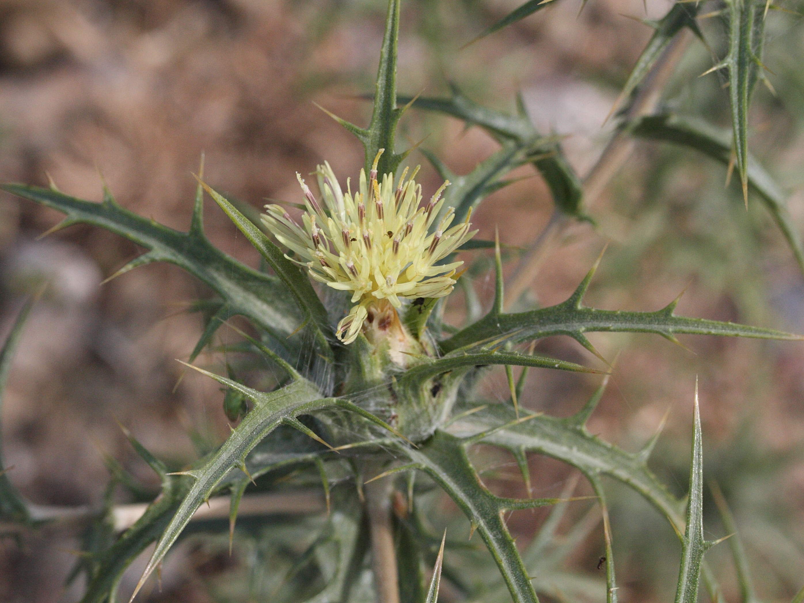 Afficher le média carthamus_lanatus_baeticus3md carthamus_lanatus_baeticus3md