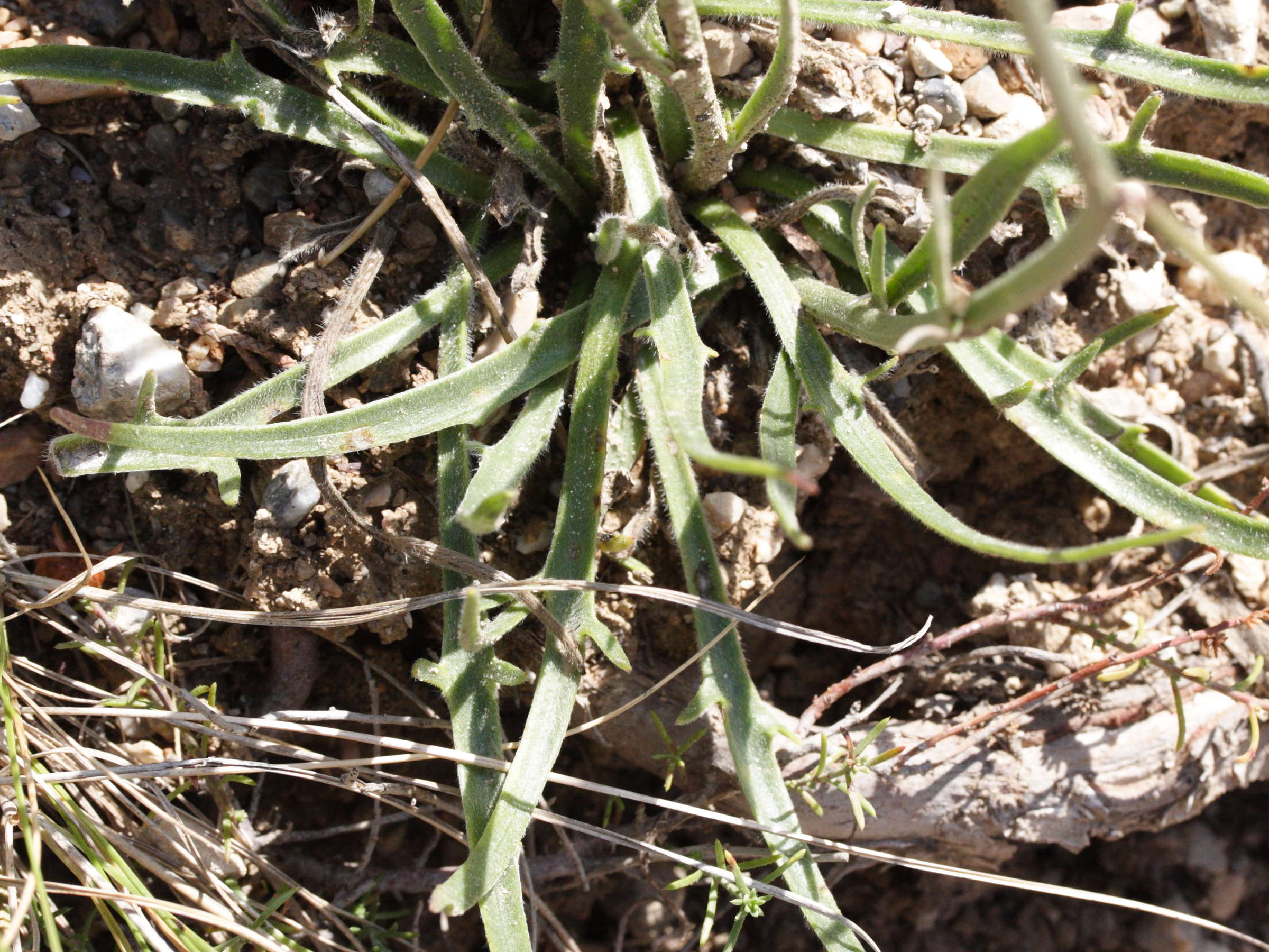 Afficher le média Catananche_caerulea Catananche_caerulea