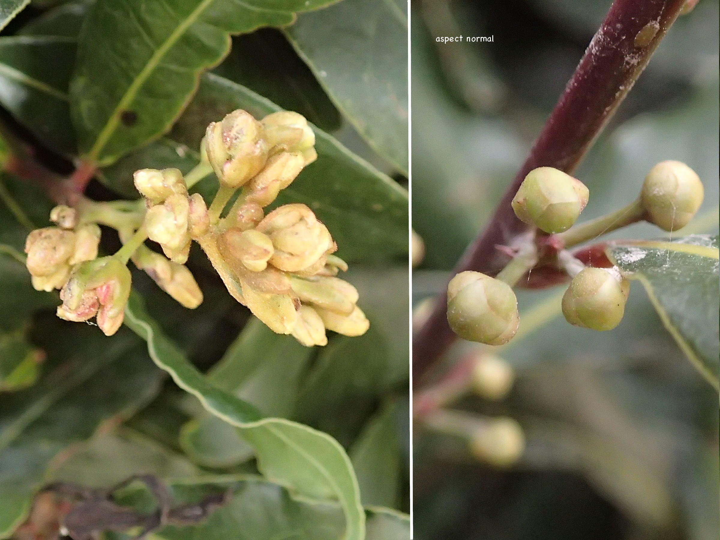 Cecidophyopsis_malpighianus