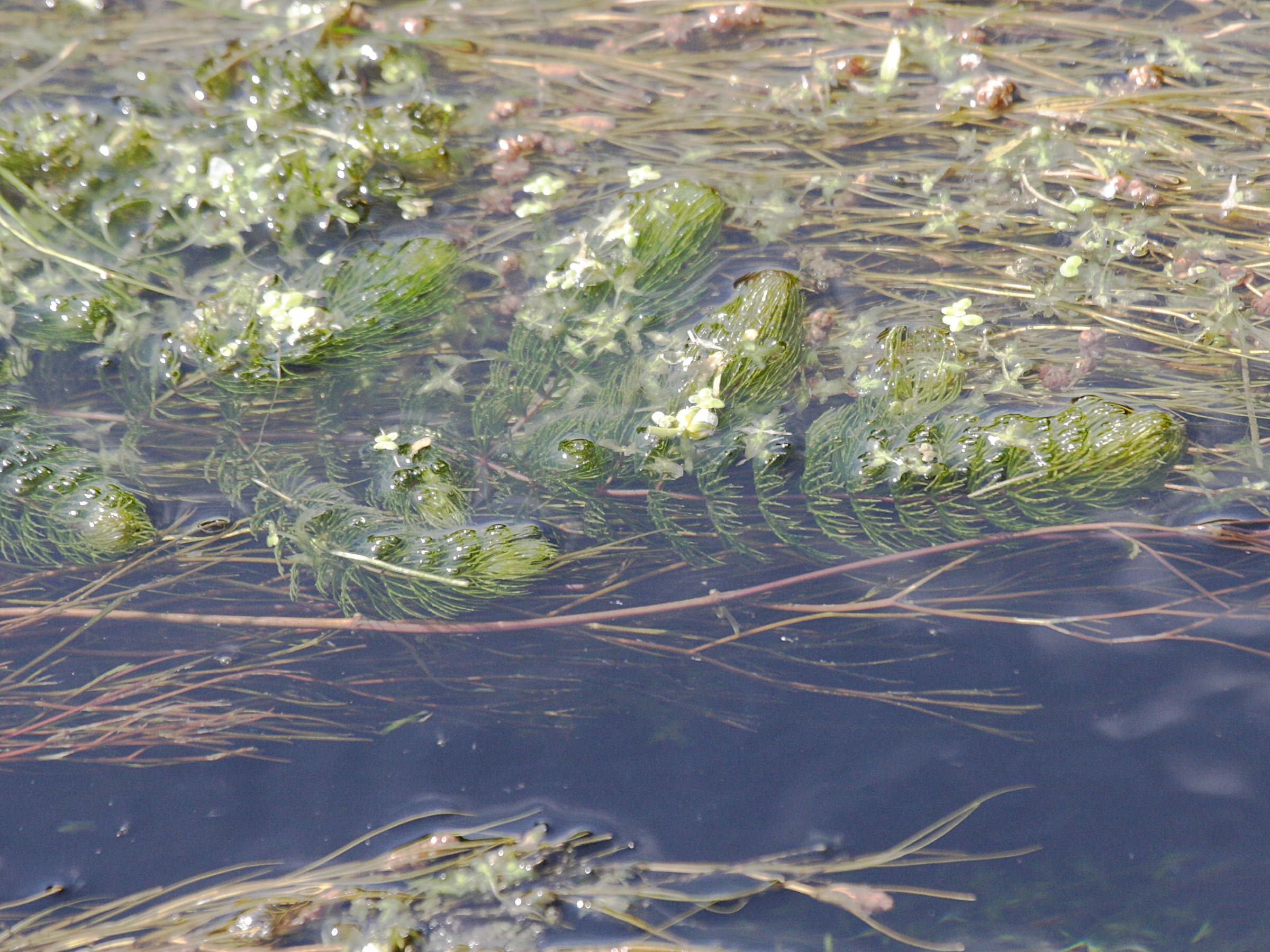 ceratophyllum_demersum1bd