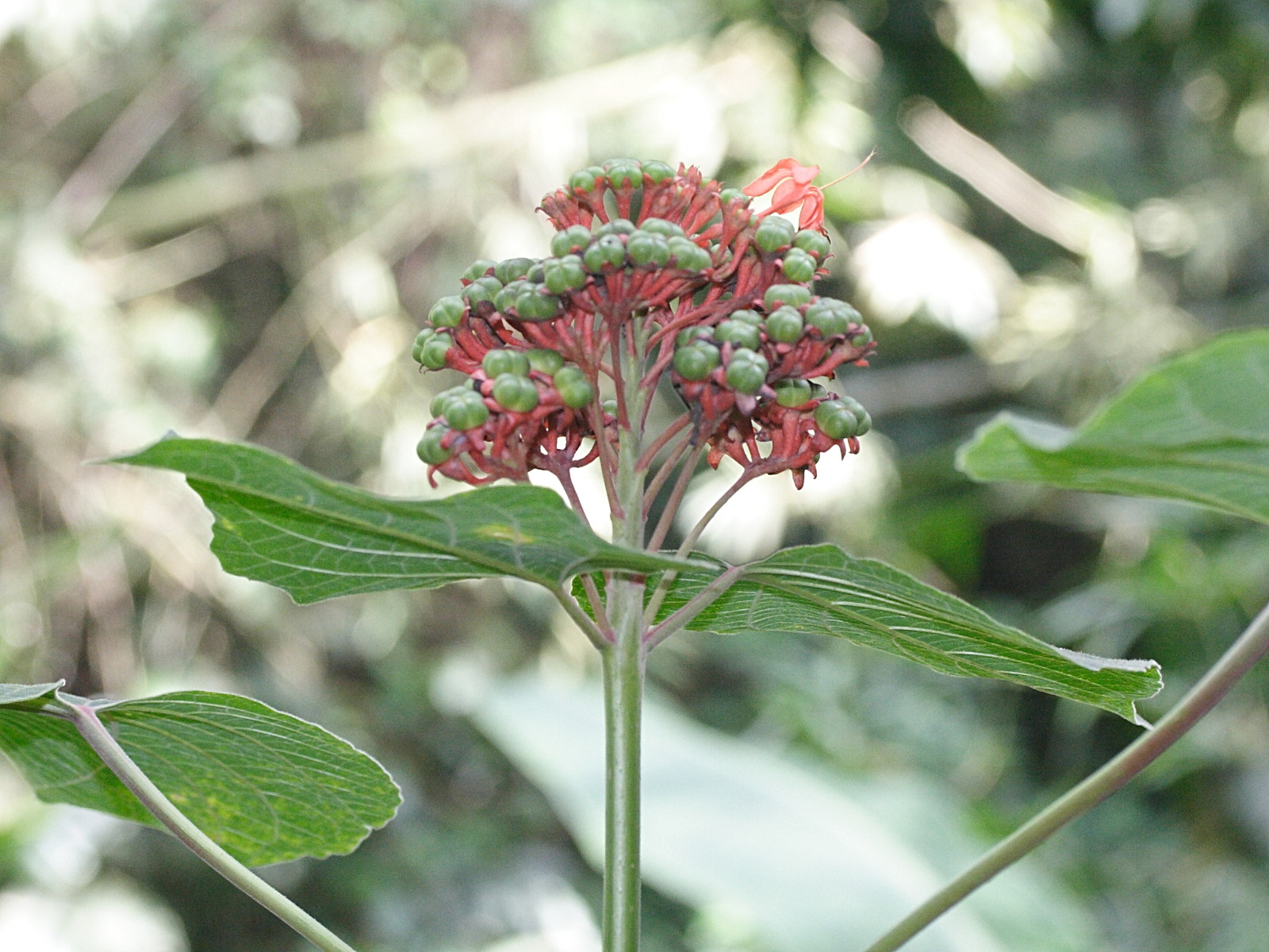 clerodendrum_buchanani2md