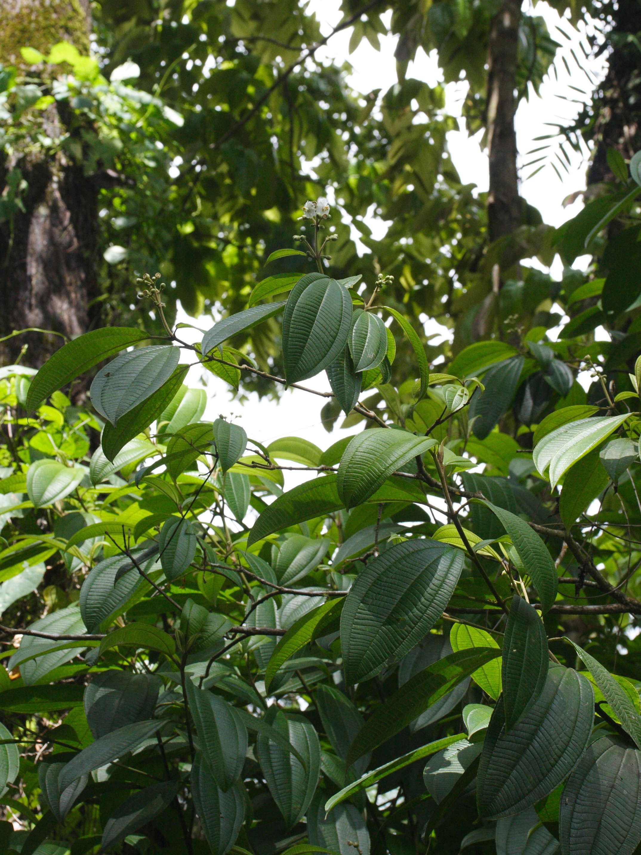 conostegia_icosandra2md