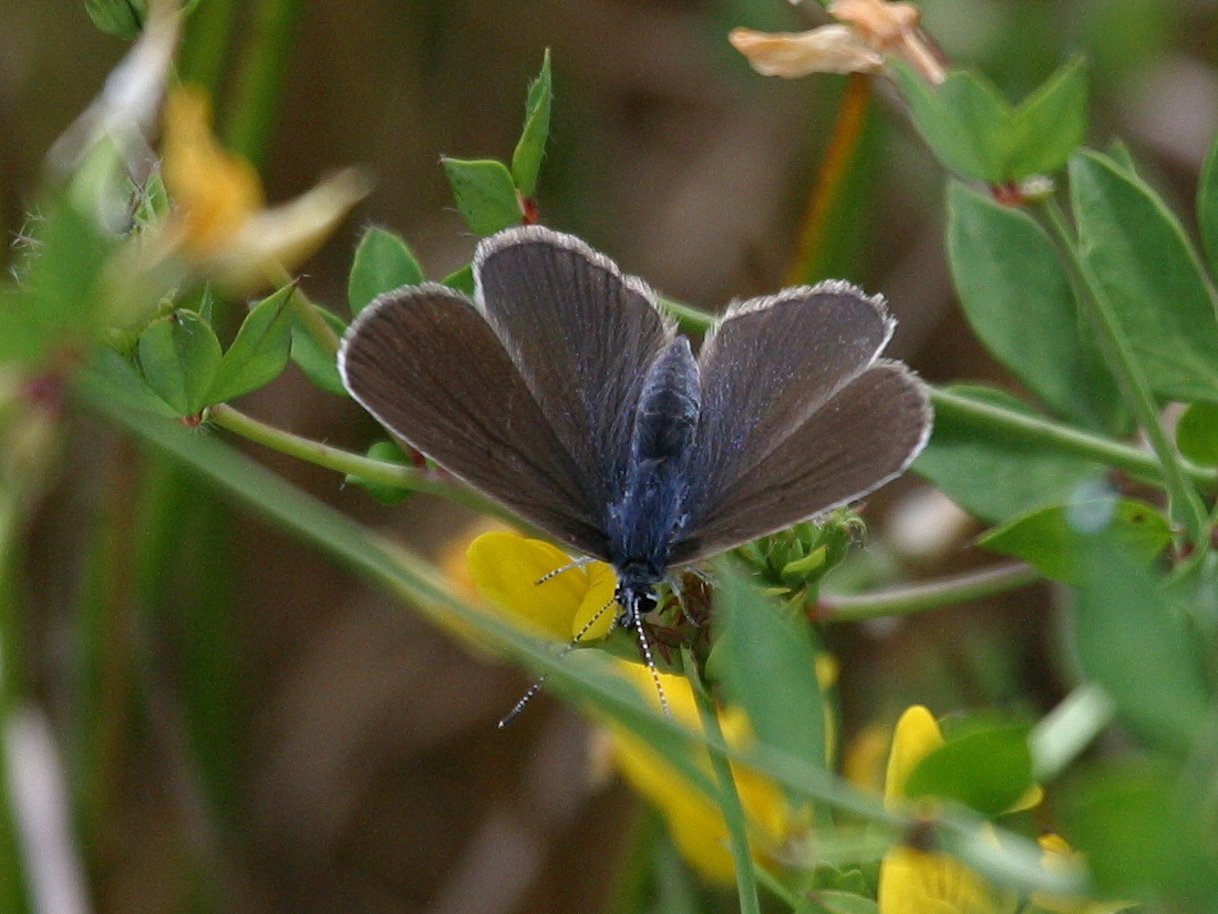 cyaniris_semiargus2bd