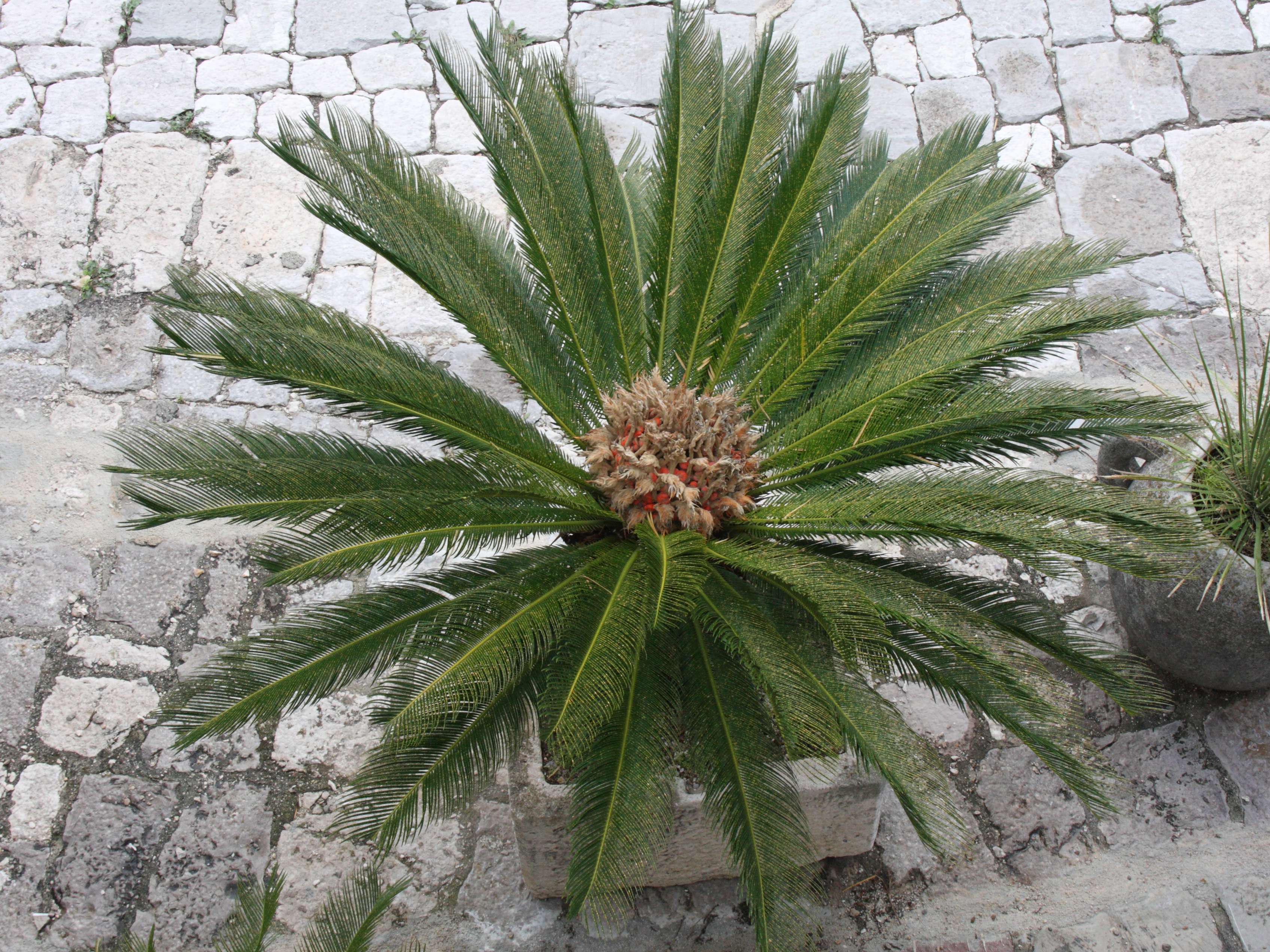 cycas_revoluta5md