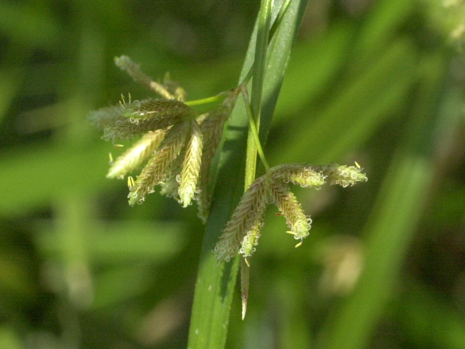 cyperus_involucratus3md