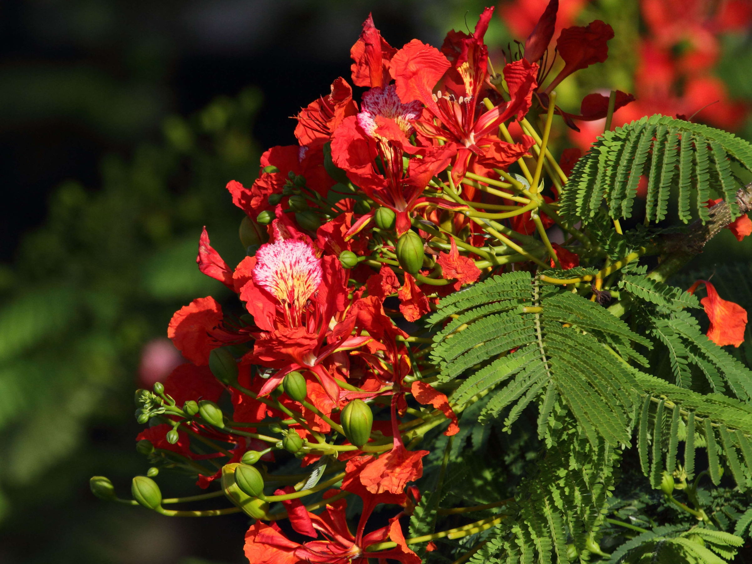 delonix_regia6abd
