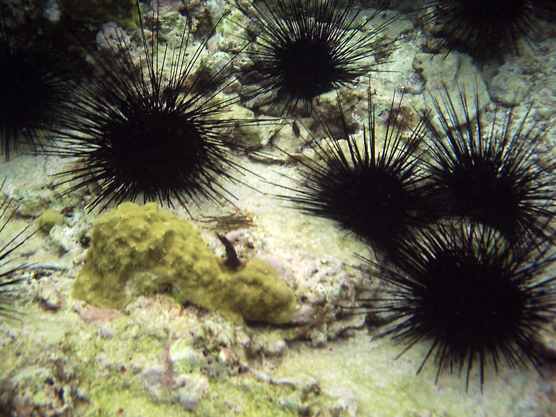 diadema_antillarum2bd