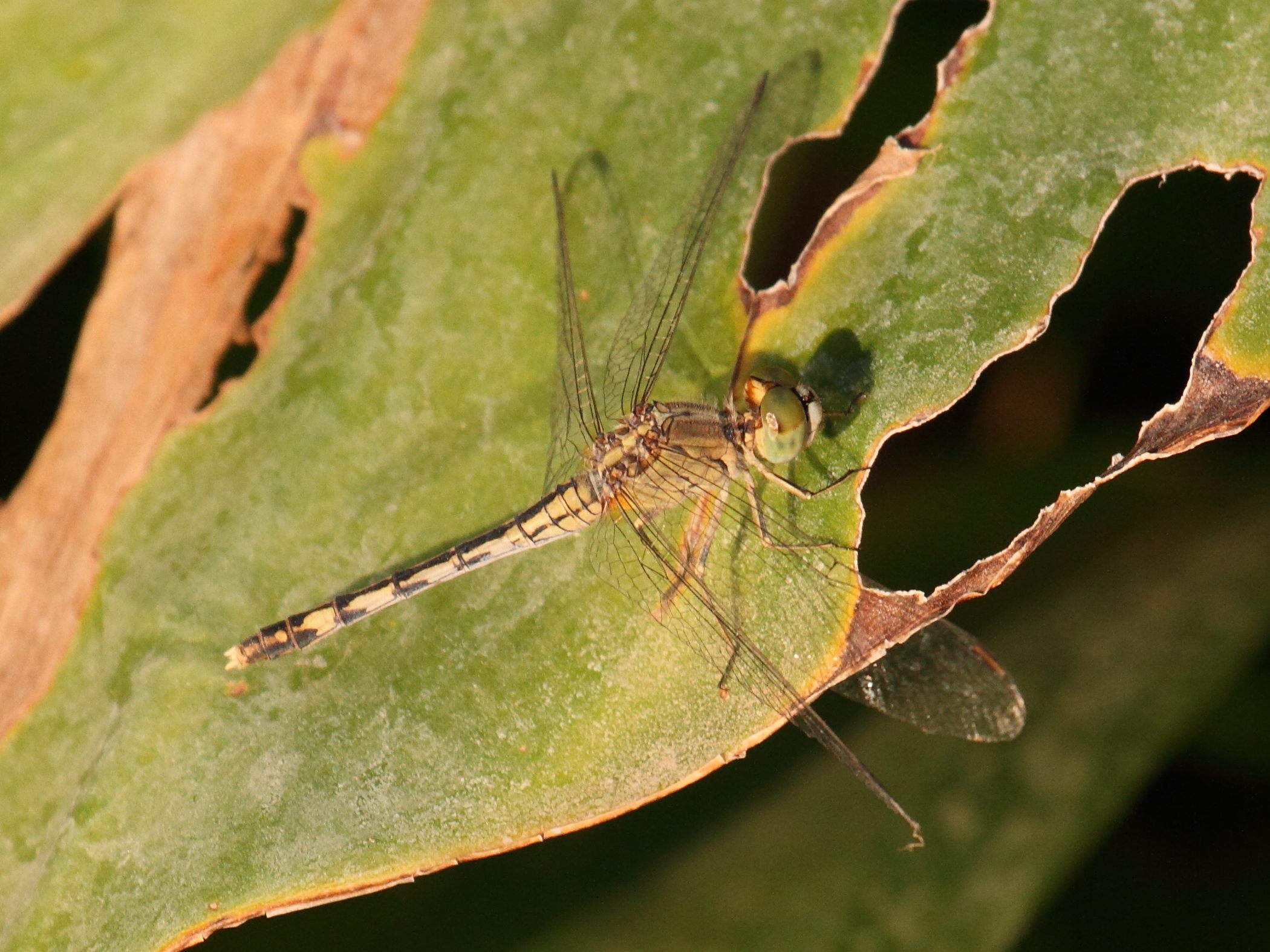 diplacodes_trivialis2bd