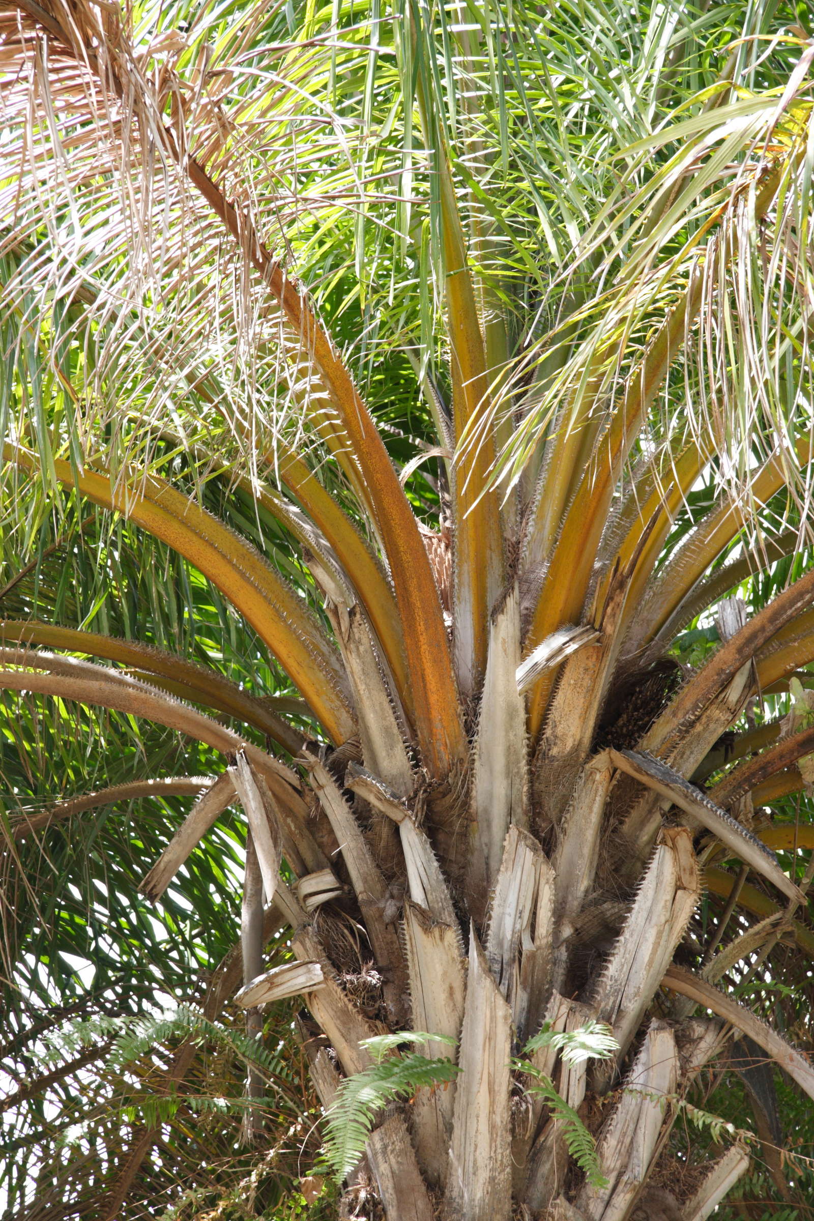 elaeis_guineensis2md