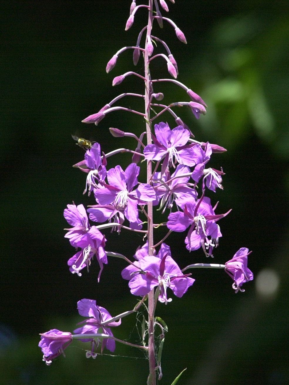 Afficher le média epilobium_angustifolium2md epilobium_angustifolium2md