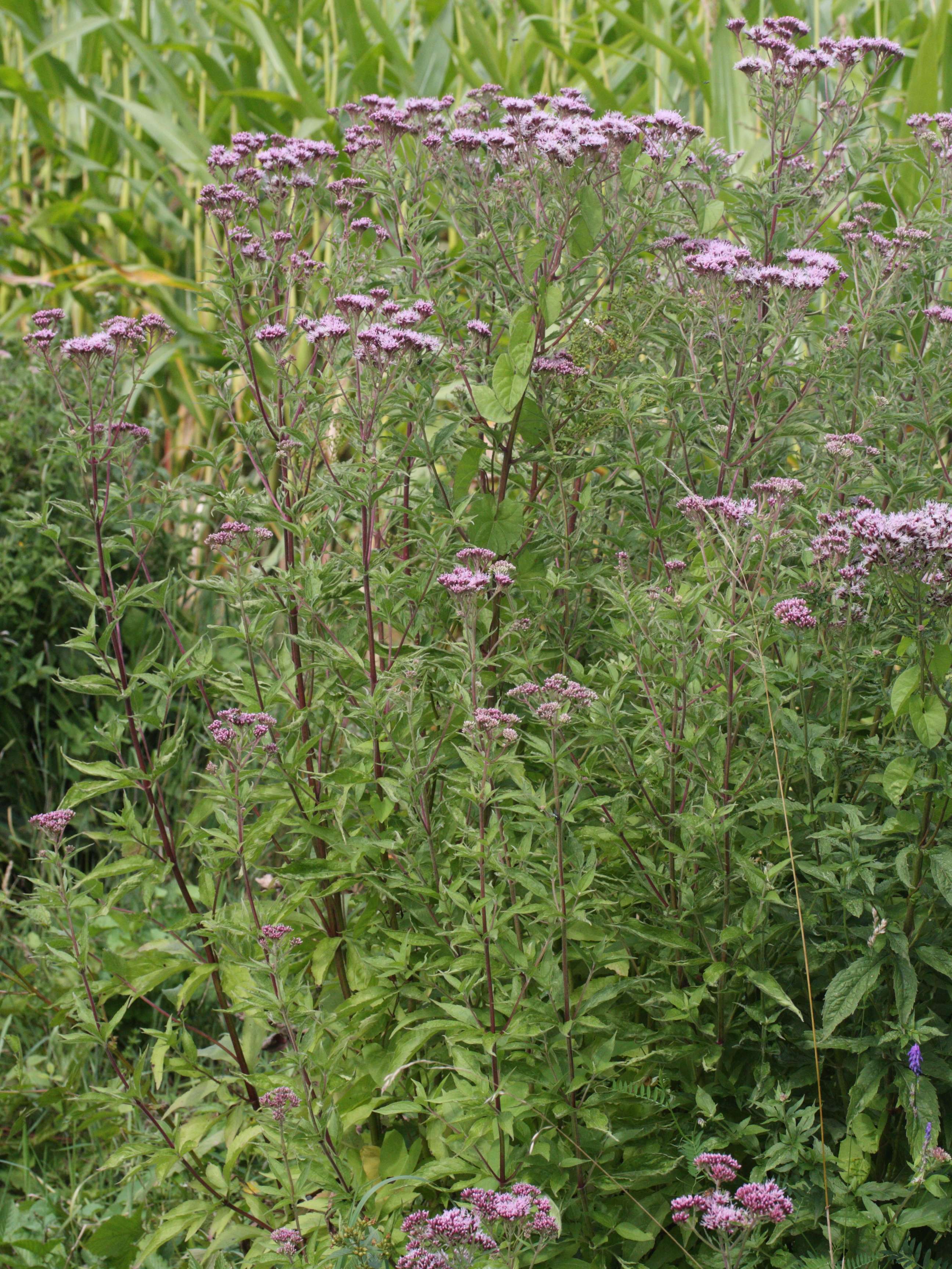 Afficher le média eupatorium_cannabinum5md eupatorium_cannabinum5md