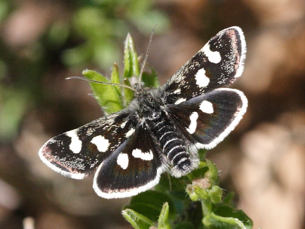 eurrhypis_pollinalis2md