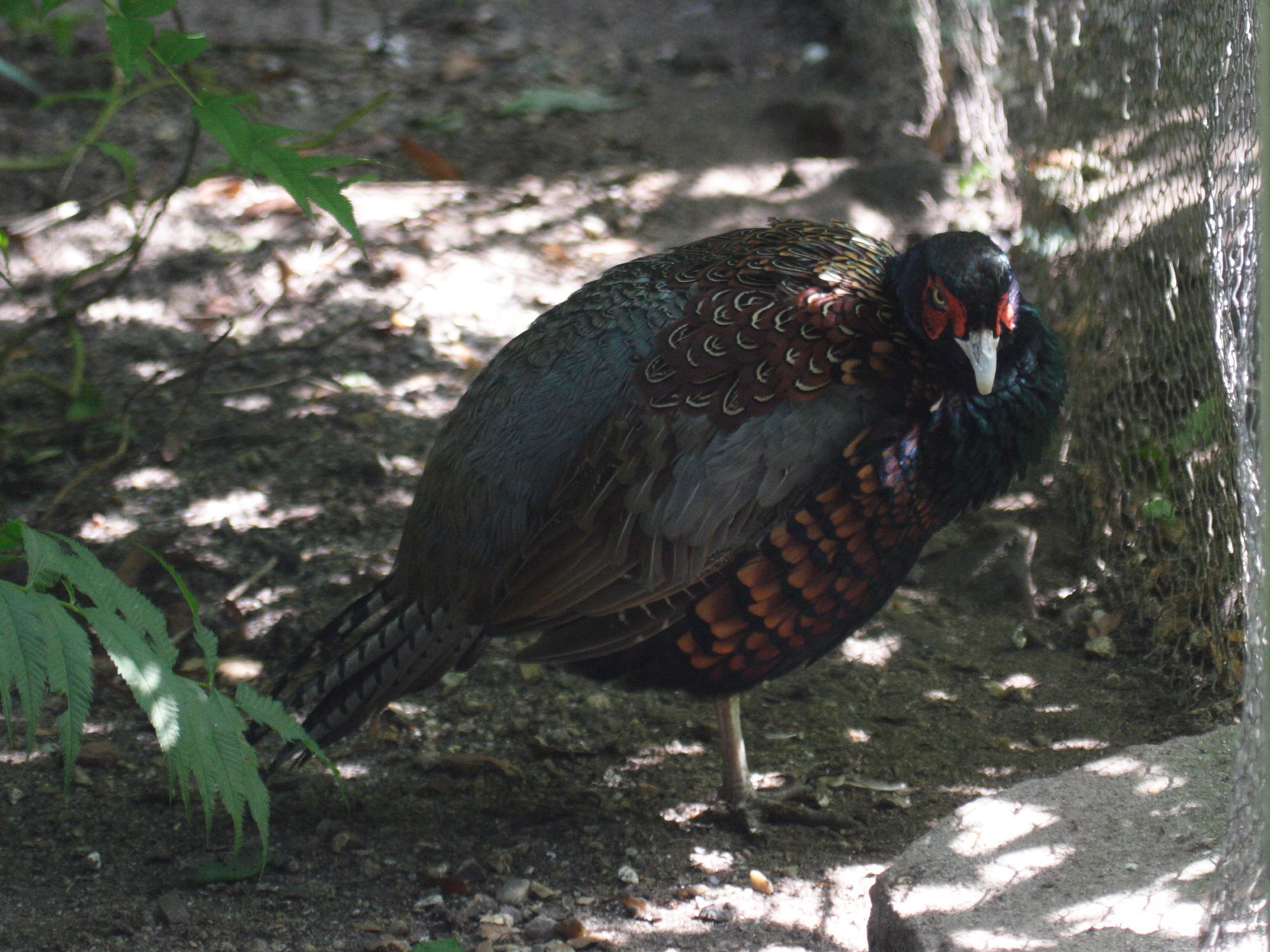 Afficher le média faisan_de_colchide_-robustipes-_-_phasianus_versicolor_robustipes1bd faisan_de_colchide_-robustipes-_-_phasianus_versicolor_robustipes1bd