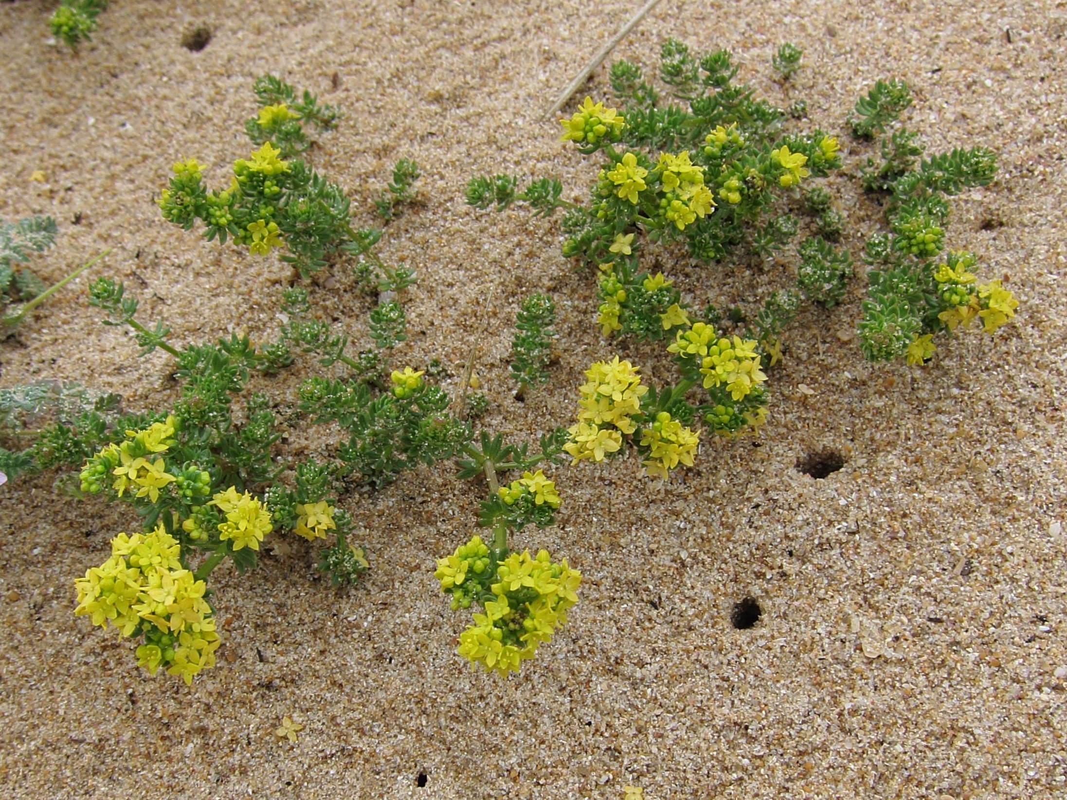 Afficher le média galium_verum_maritimum1bd galium_verum_maritimum1bd