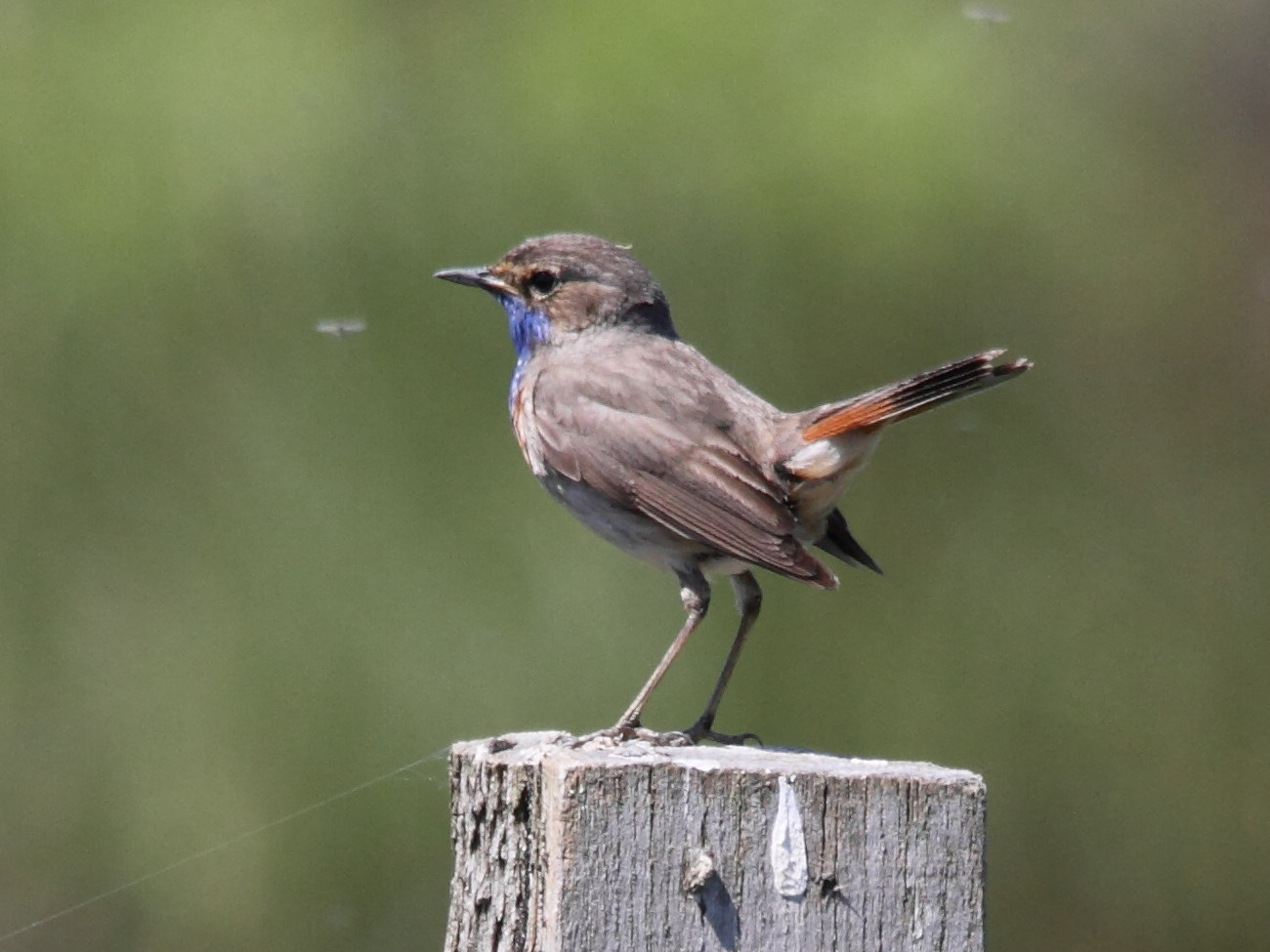 gorgebleue_a_miroir-_luscinia_svecica3bd