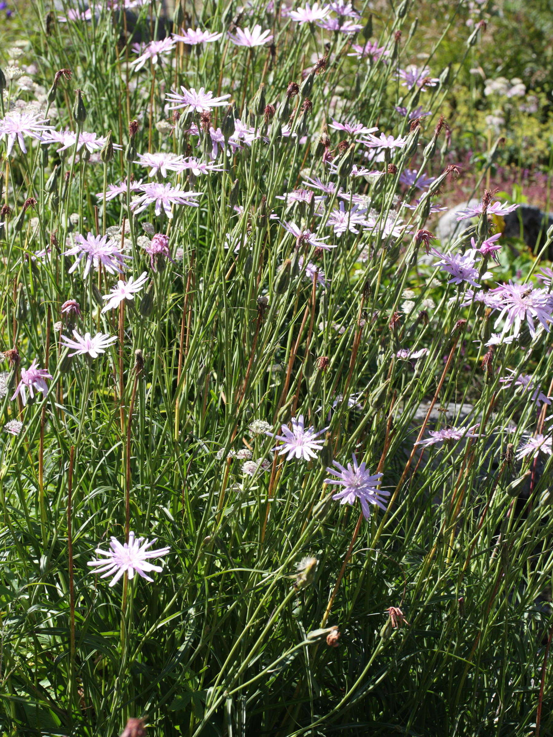 Afficher le média helichrysum_milfordiae1md helichrysum_milfordiae1md